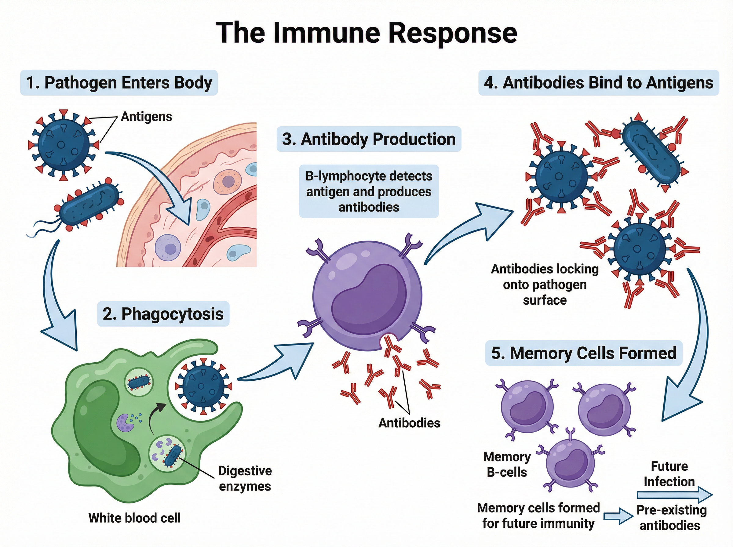 The Specific and Non-Specific Immune Response