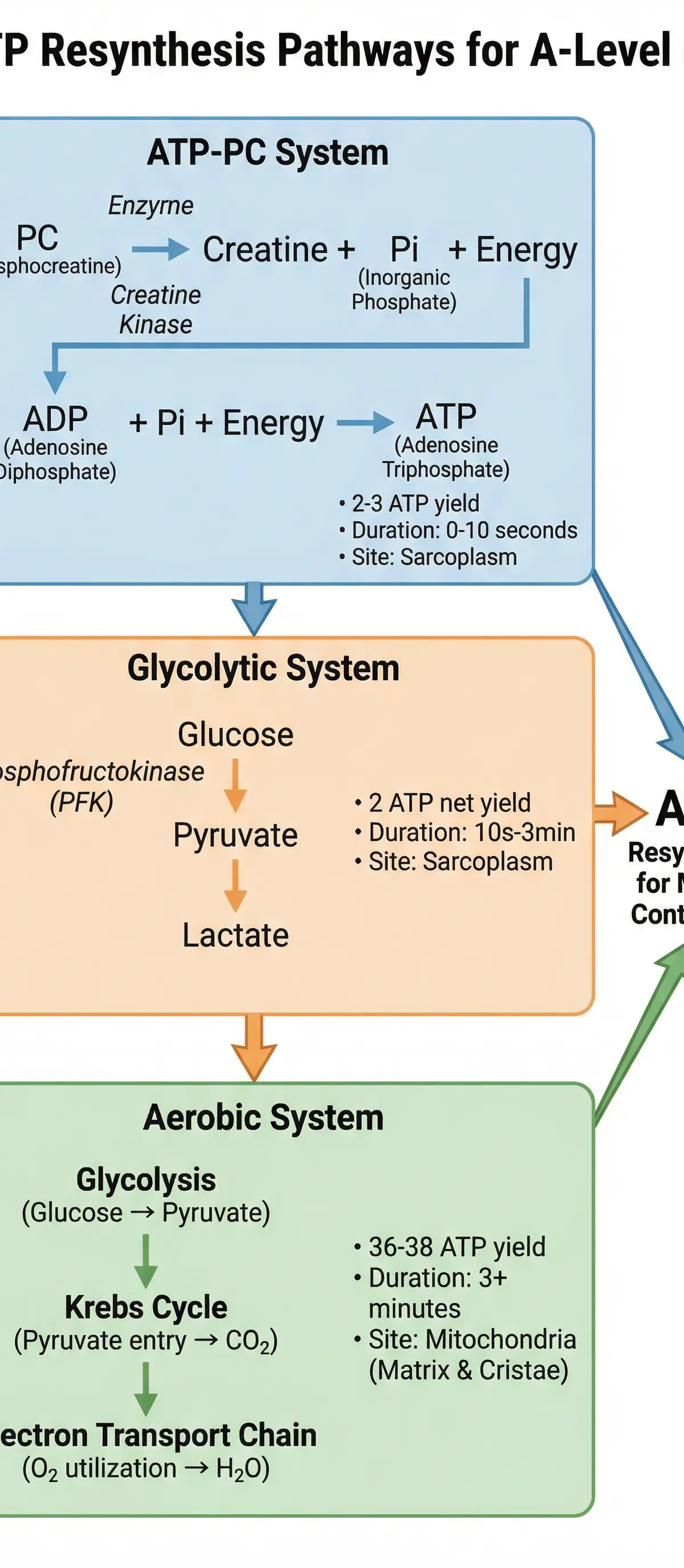 The Three Pathways for ATP Resynthesis.