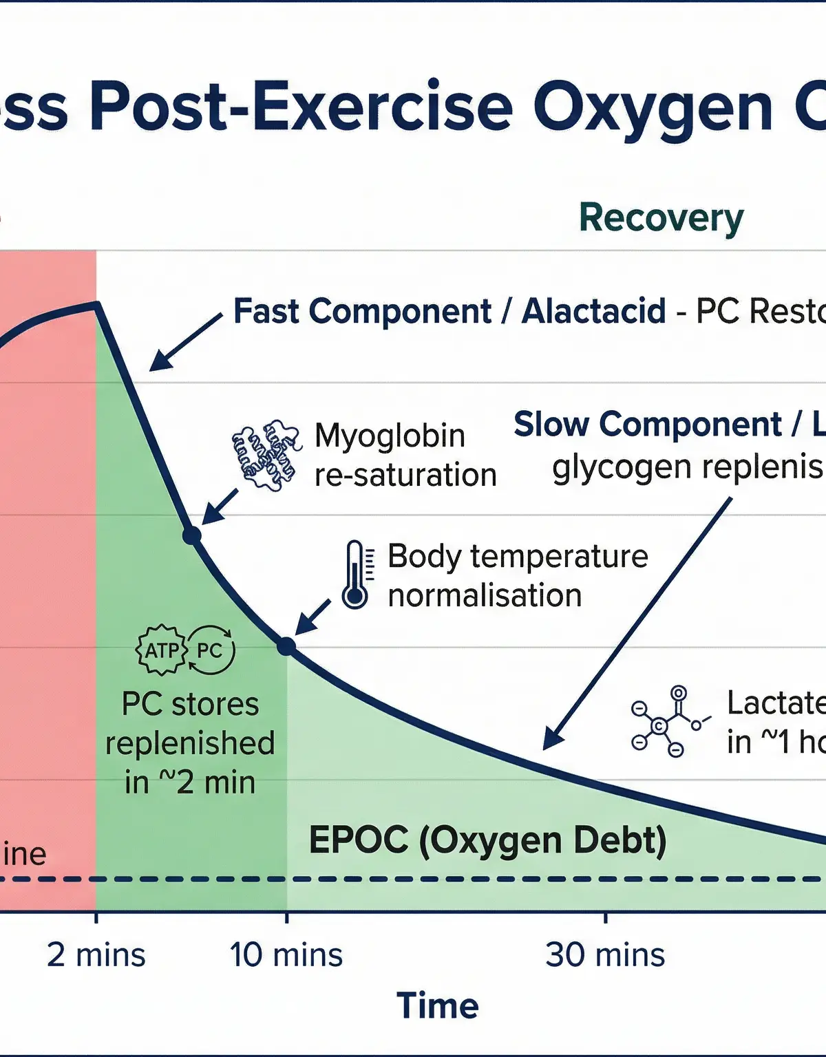 Excess Post-Exercise Oxygen Consumption (EPOC).