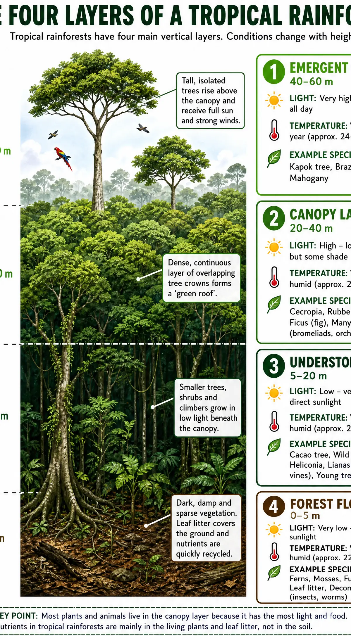 Stratification: The four layers of the tropical rainforest.