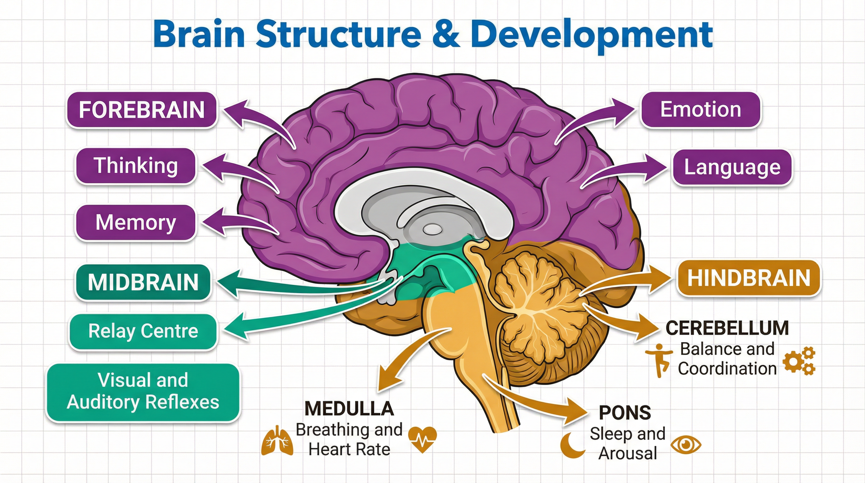 Development – Psychology – GCSE