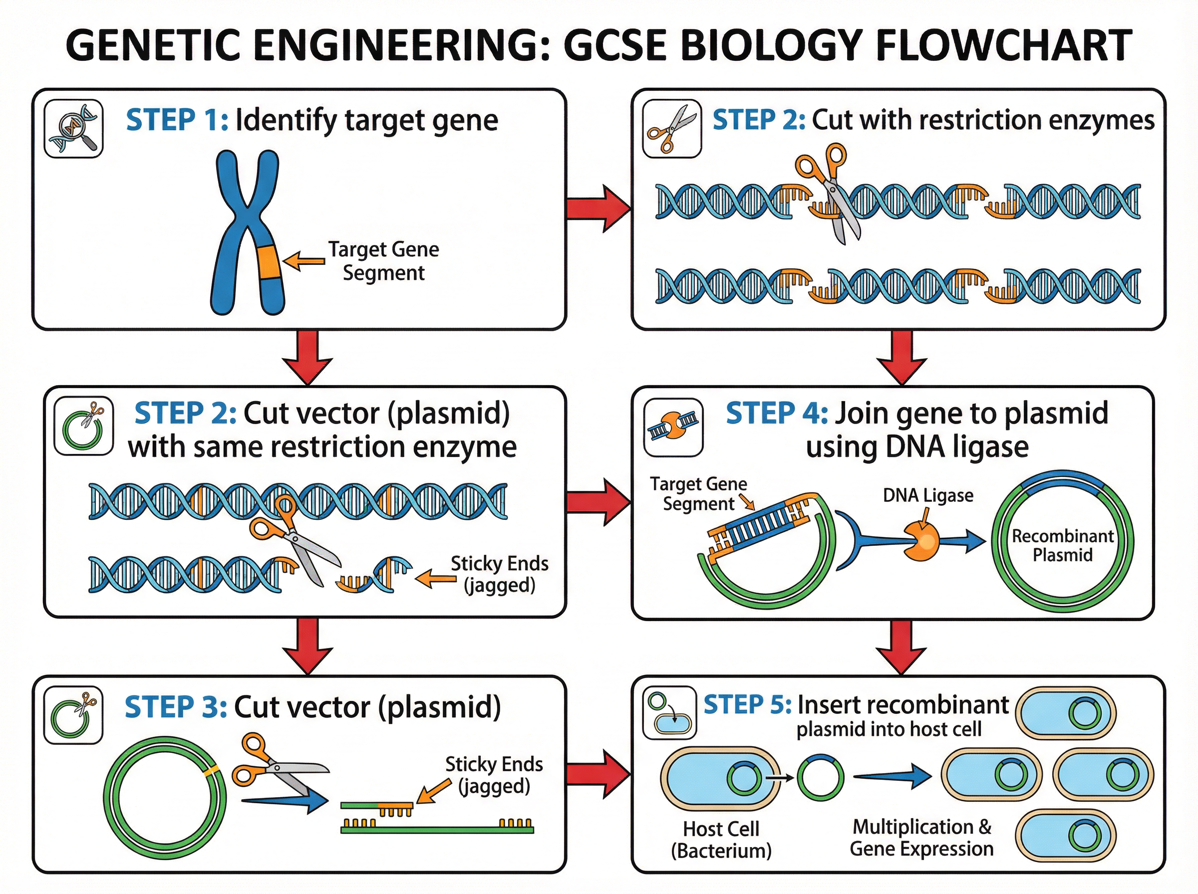 The Steps of Genetic Engineering