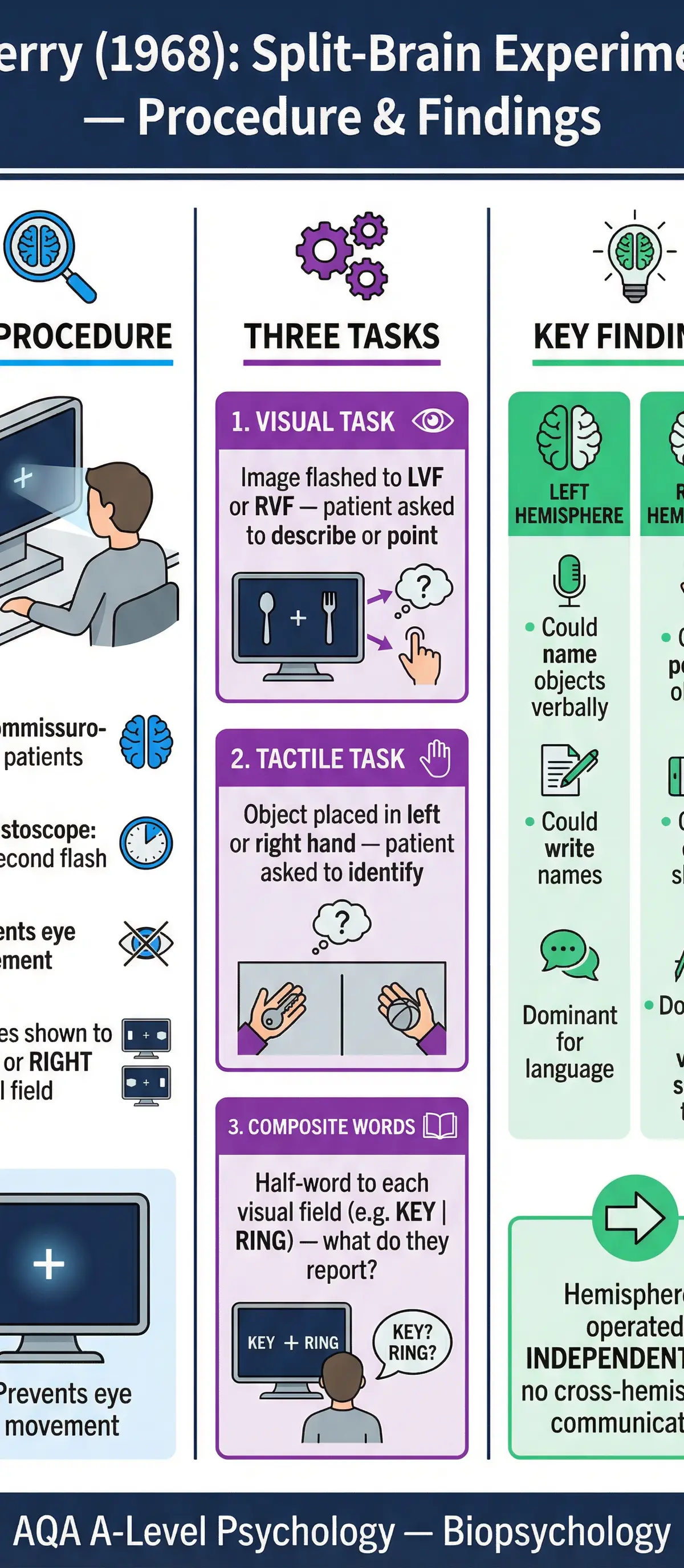 Infographic: Sperry's (1968) Split-Brain Experiment