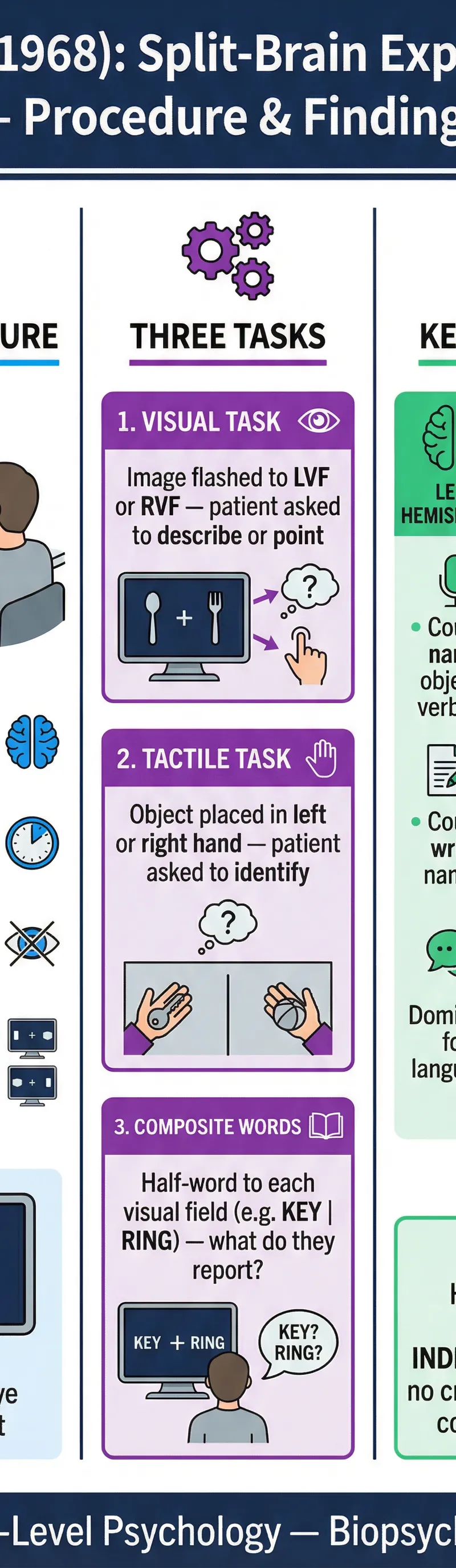 Infographic: Sperry's (1968) Split-Brain Experiment