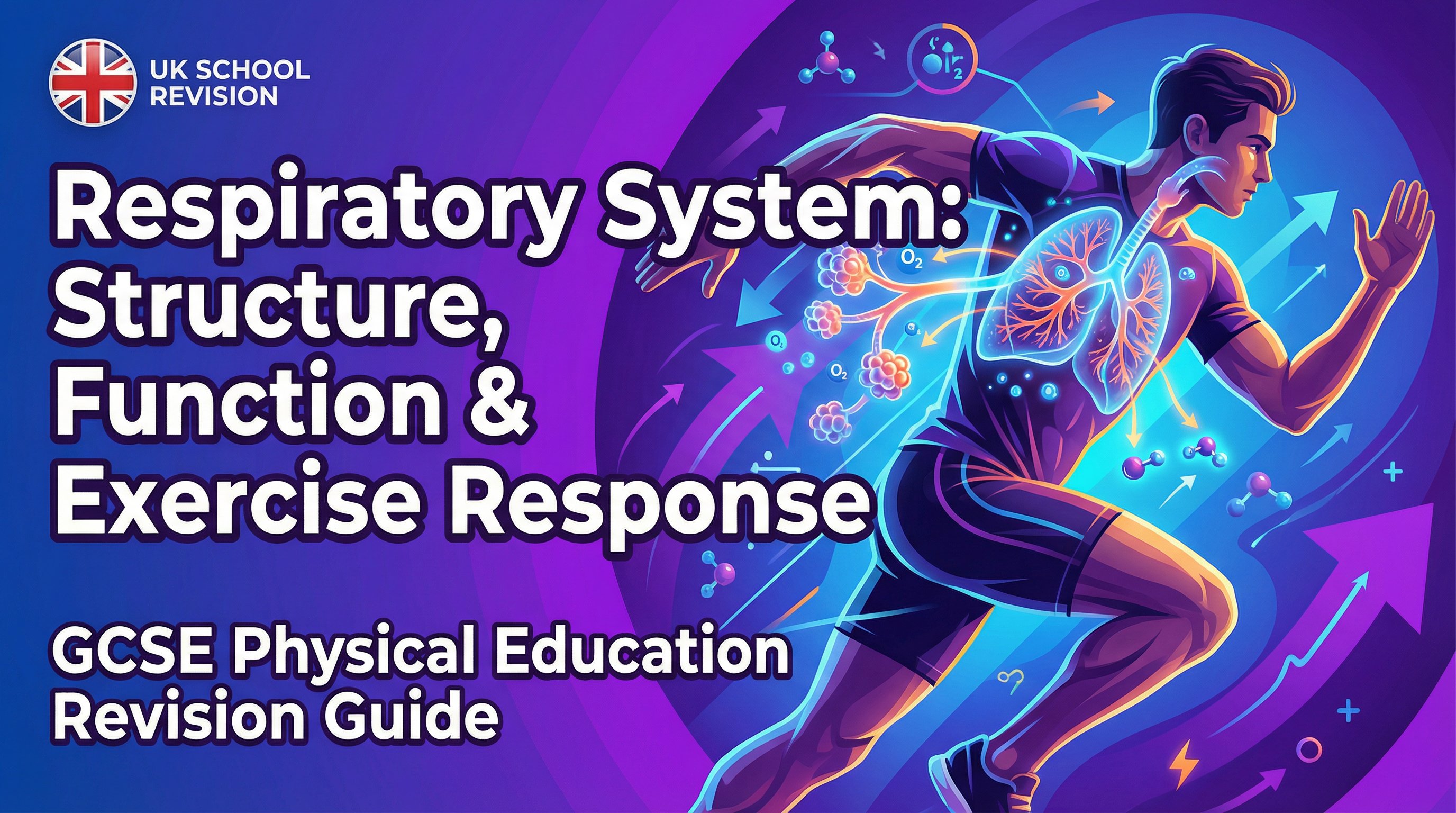 Respiratory System: Structure, Function, and Response to Exercise – Physical Education – GCSE