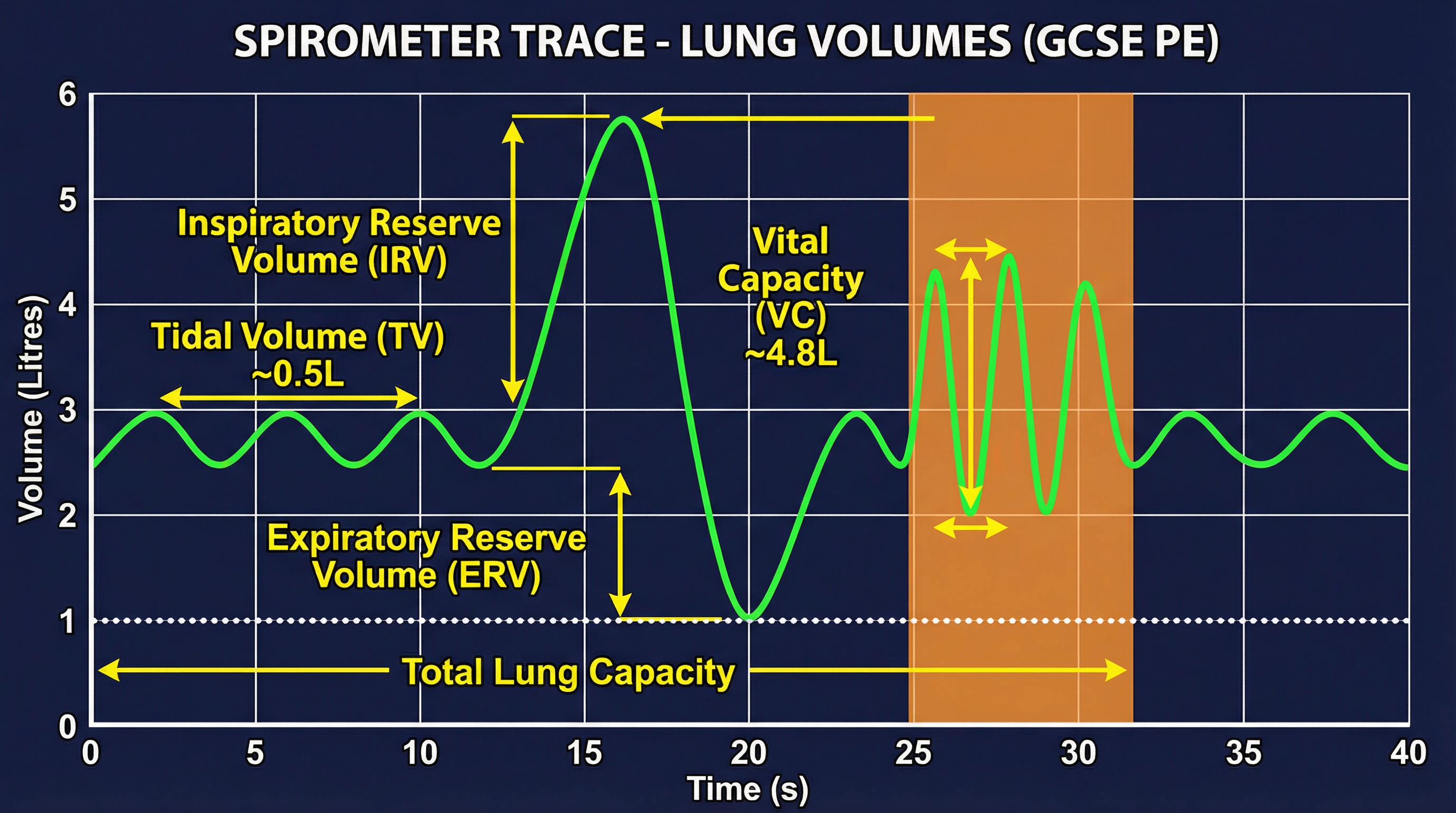 Respiratory System: Structure, Function, and Response to Exercise – Physical Education – GCSE