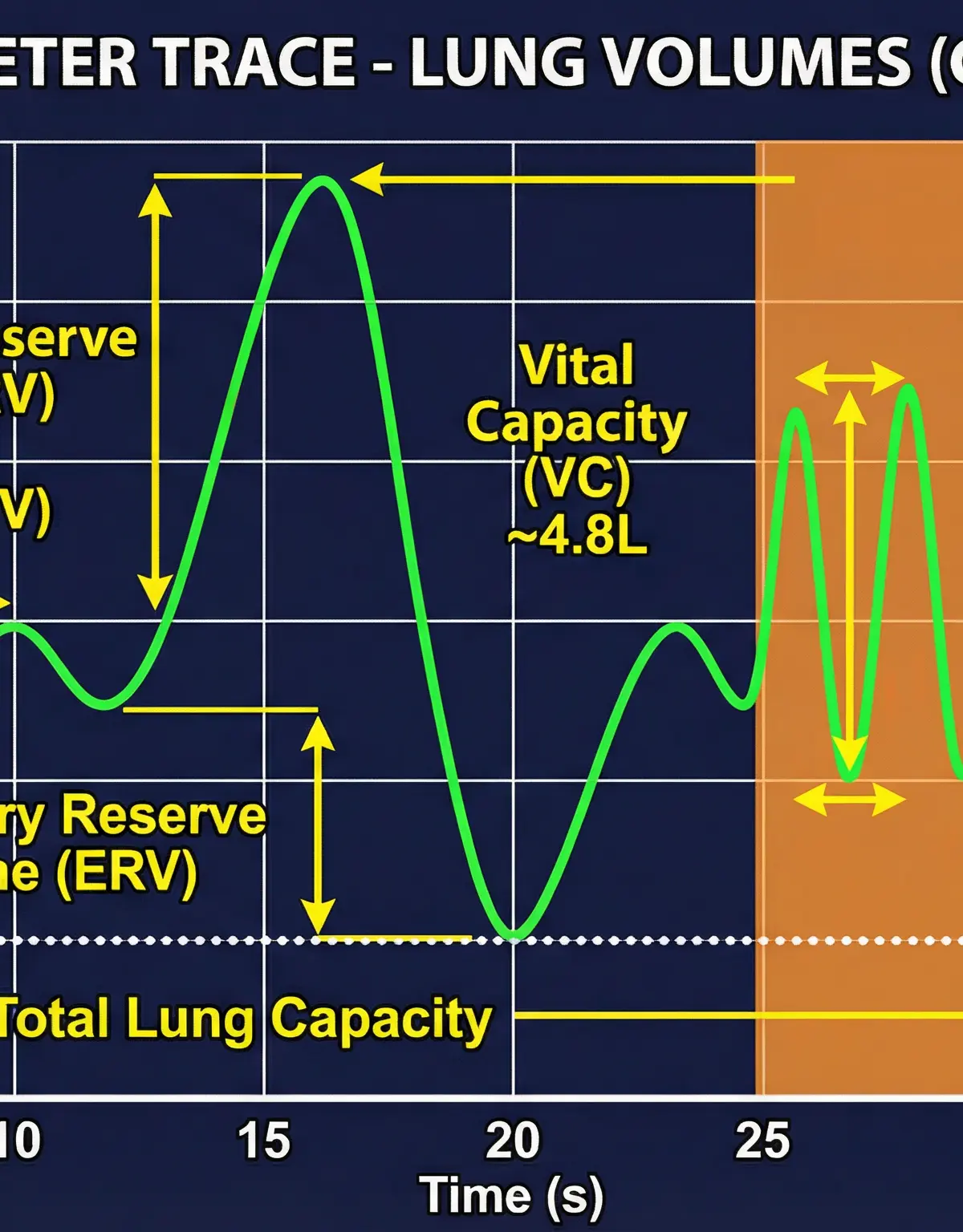 Respiratory System: Structure, Function, and Response to Exercise โ Physical Education โ GCSE