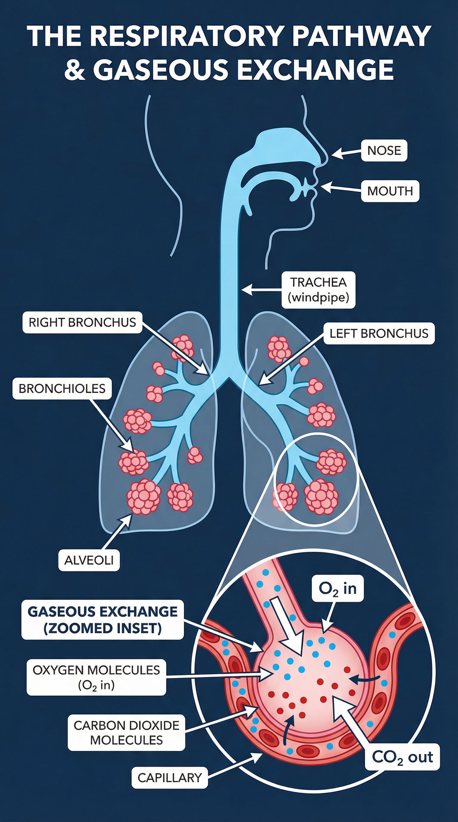 Respiratory System: Structure, Function, and Response to Exercise – Physical Education – GCSE