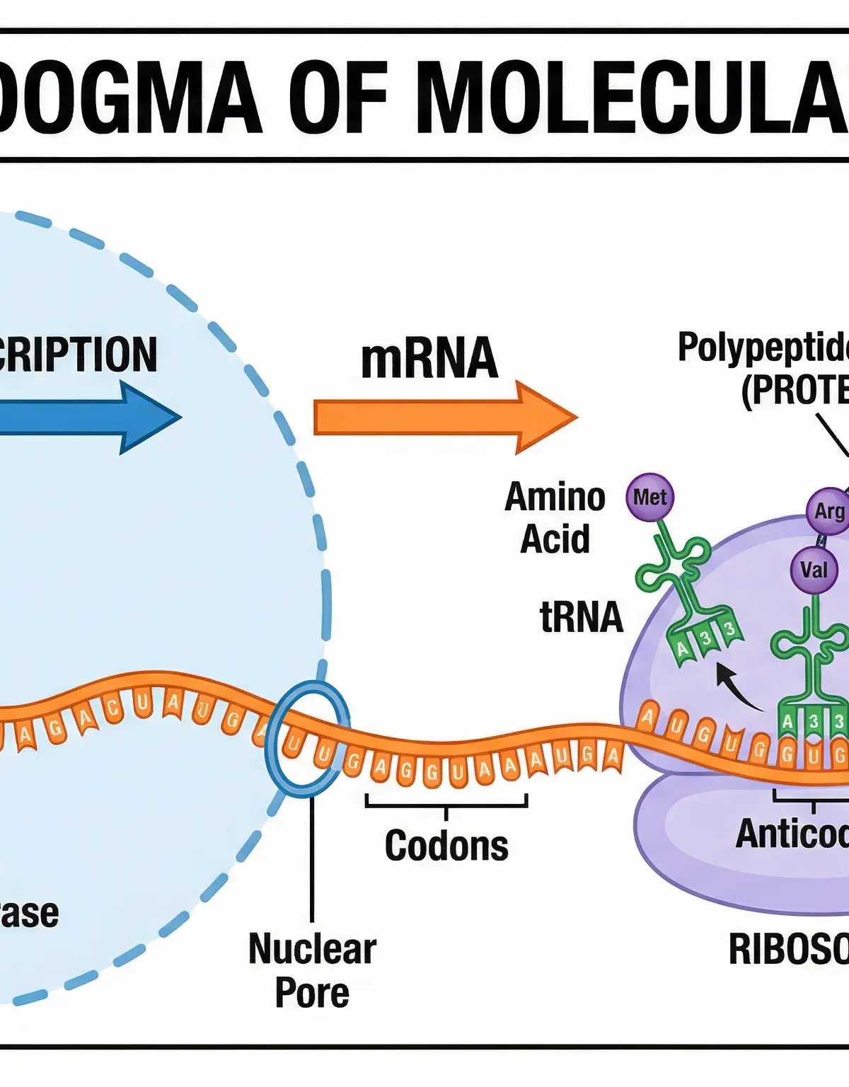 The Central Dogma of Molecular Biology