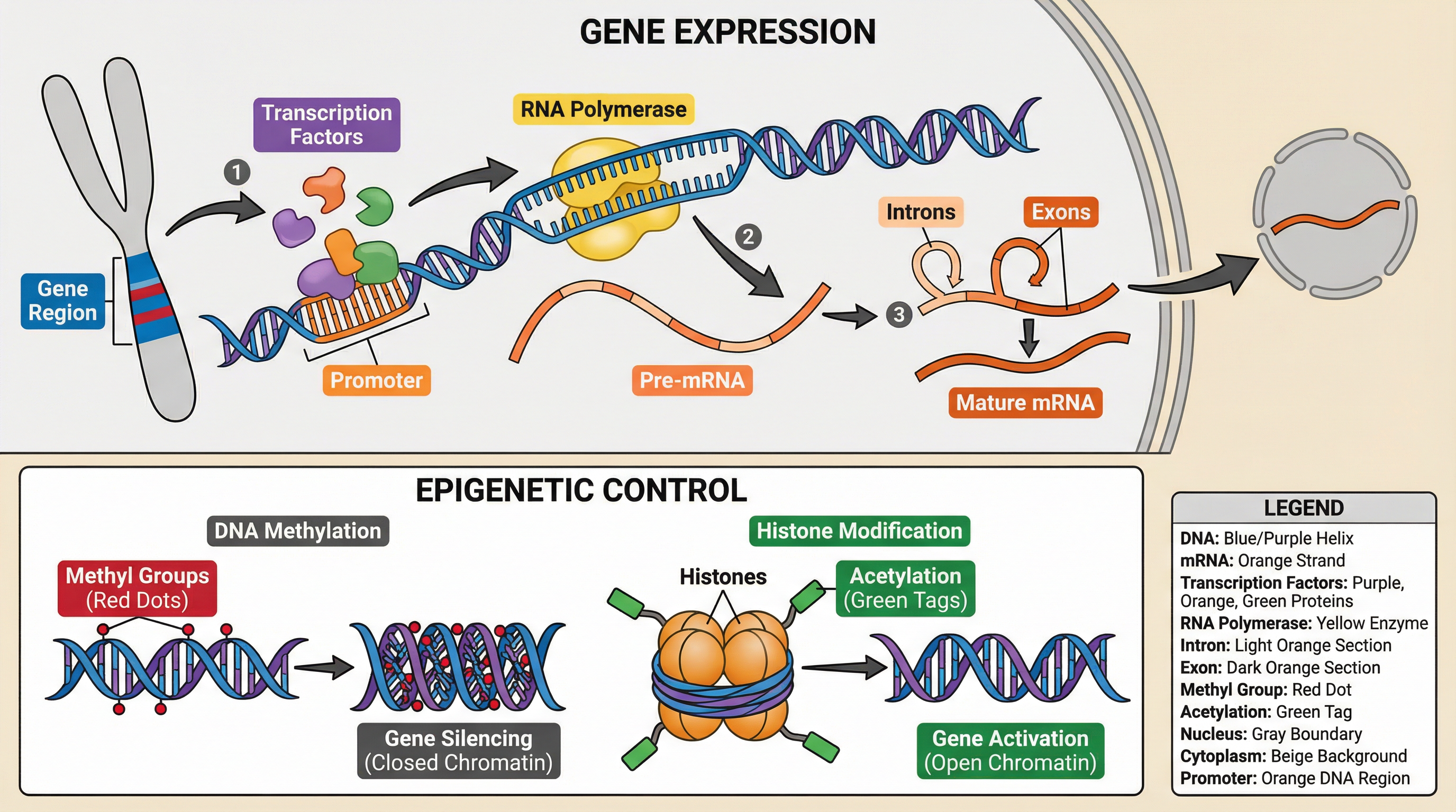 Control of Gene Expression and Epigenetics