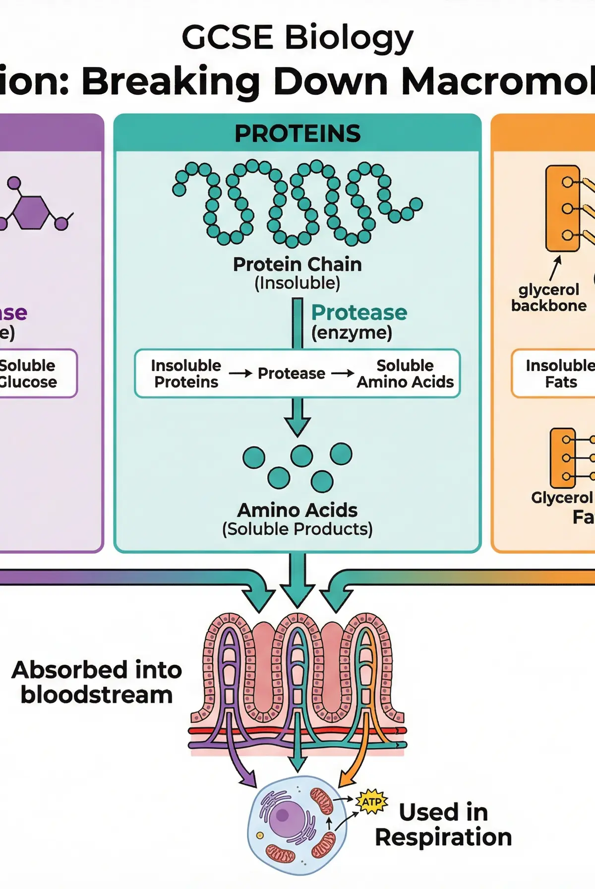Digestion: Breaking Down Macromolecules