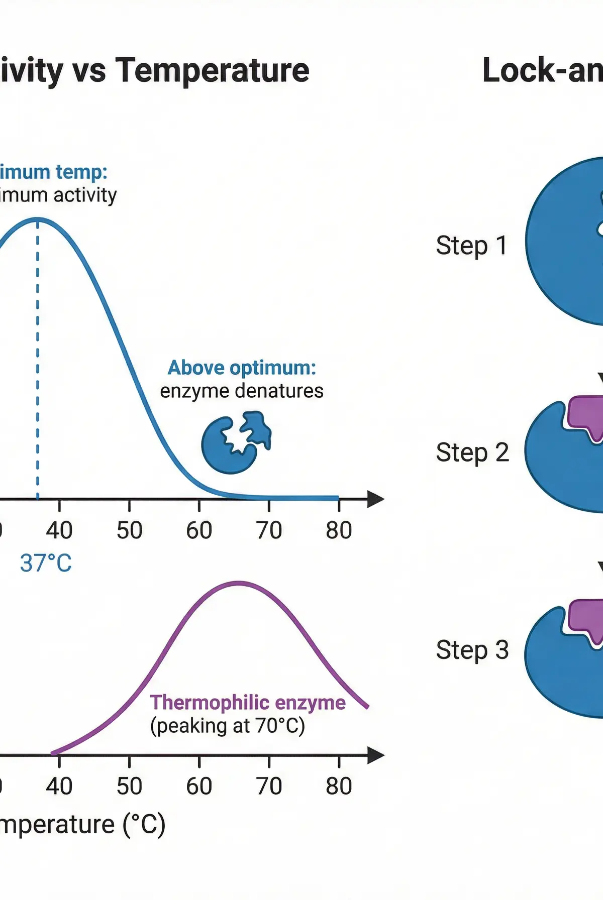 Enzyme Activity and the Lock and Key Model