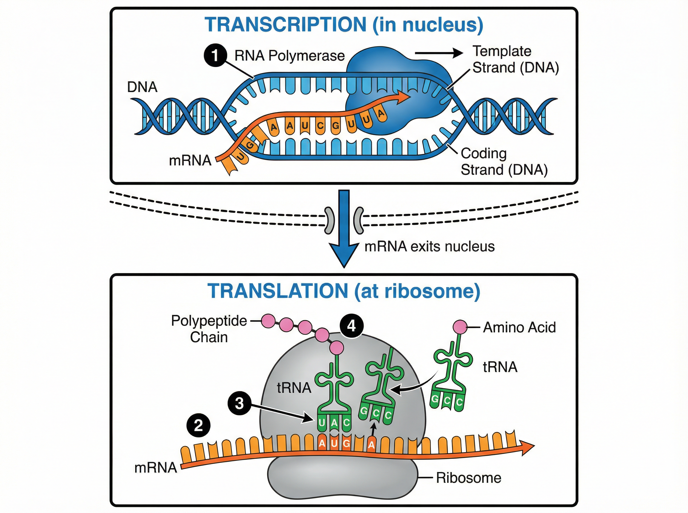 The two stages of protein synthesis: Transcription and Translation