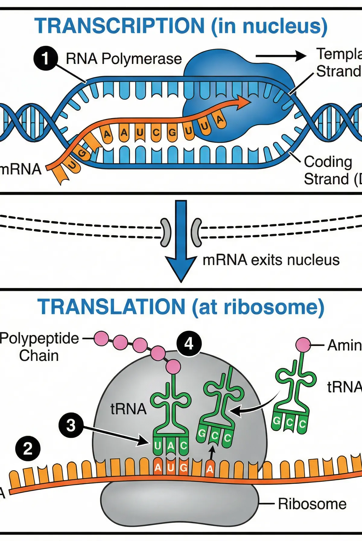 The two stages of protein synthesis: Transcription and Translation