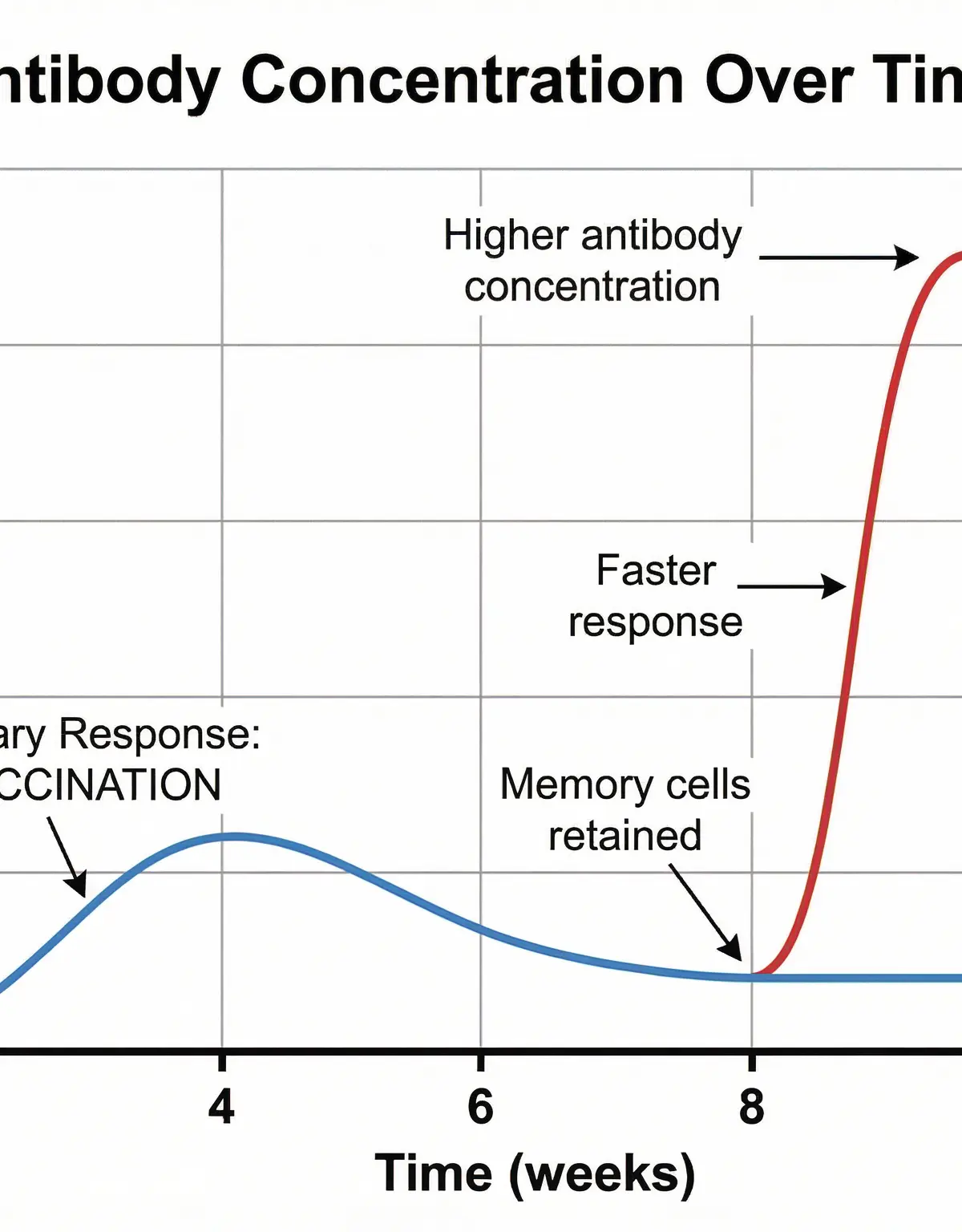 Graph of Antibody Concentration Over Time