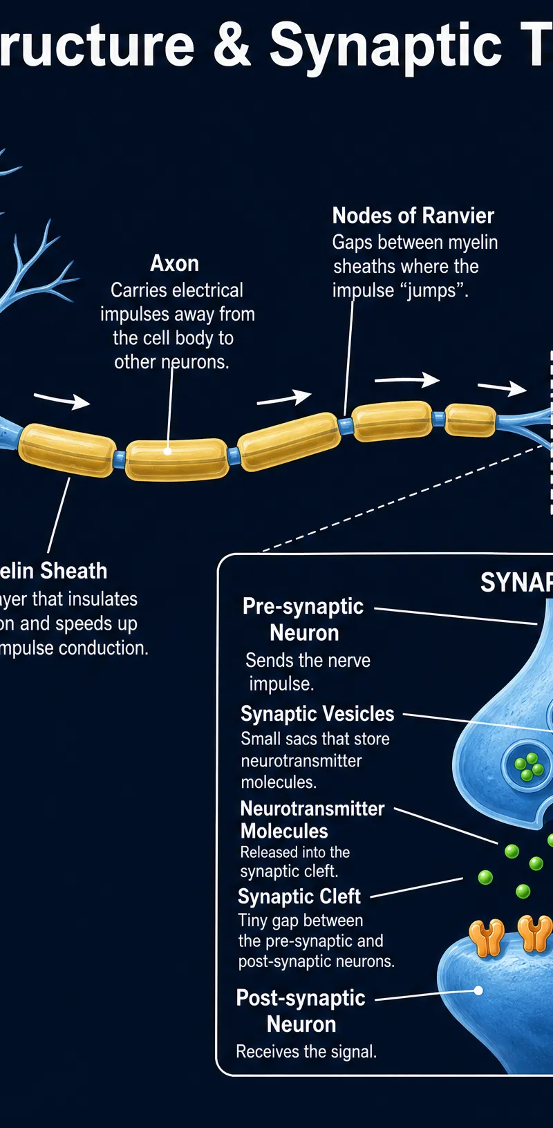 Neuron Structure and Synaptic Transmission