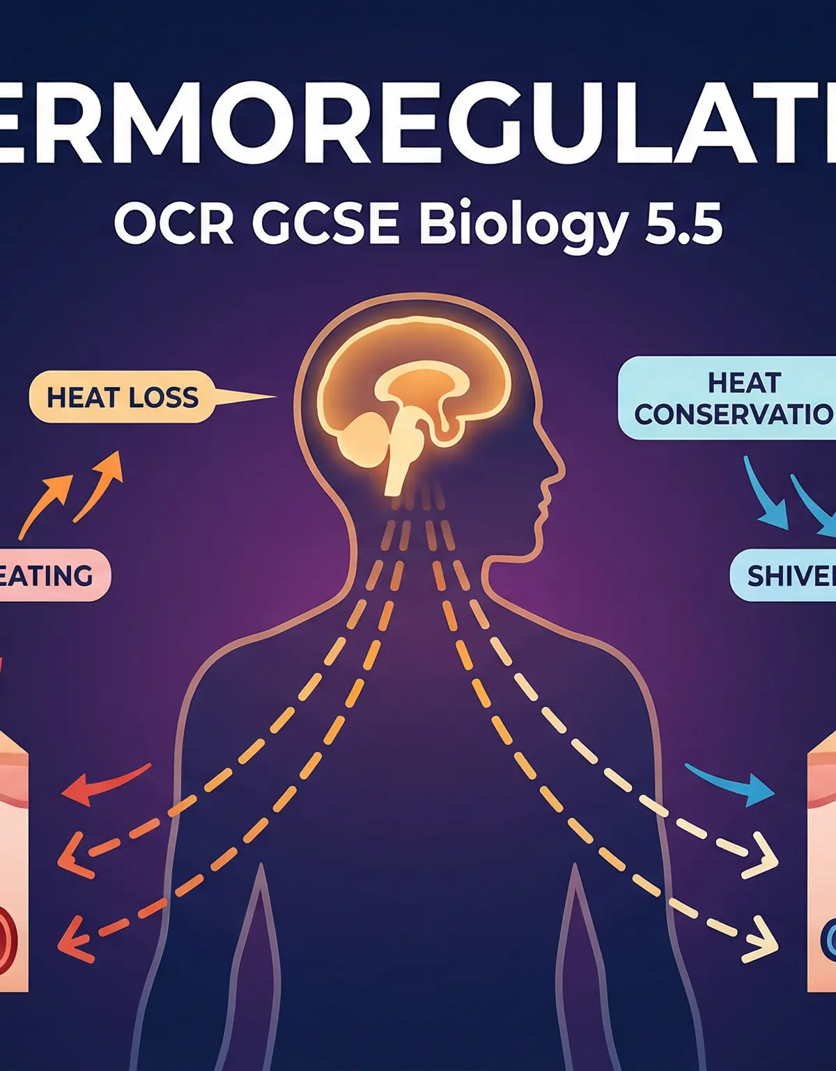An overview of the body's responses to hot and cold conditions, coordinated by the brain.