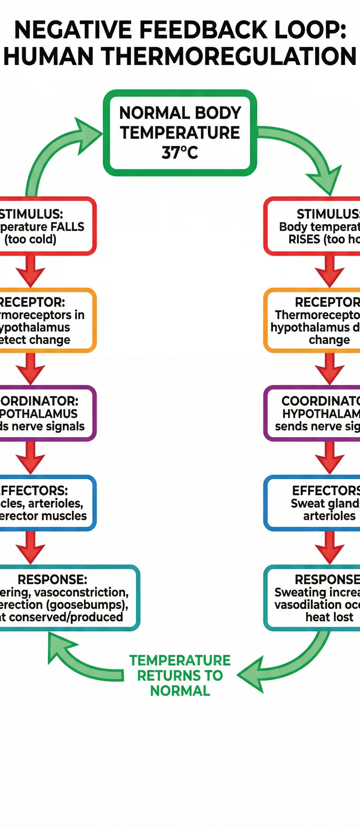 The negative feedback cycle that keeps body temperature stable.