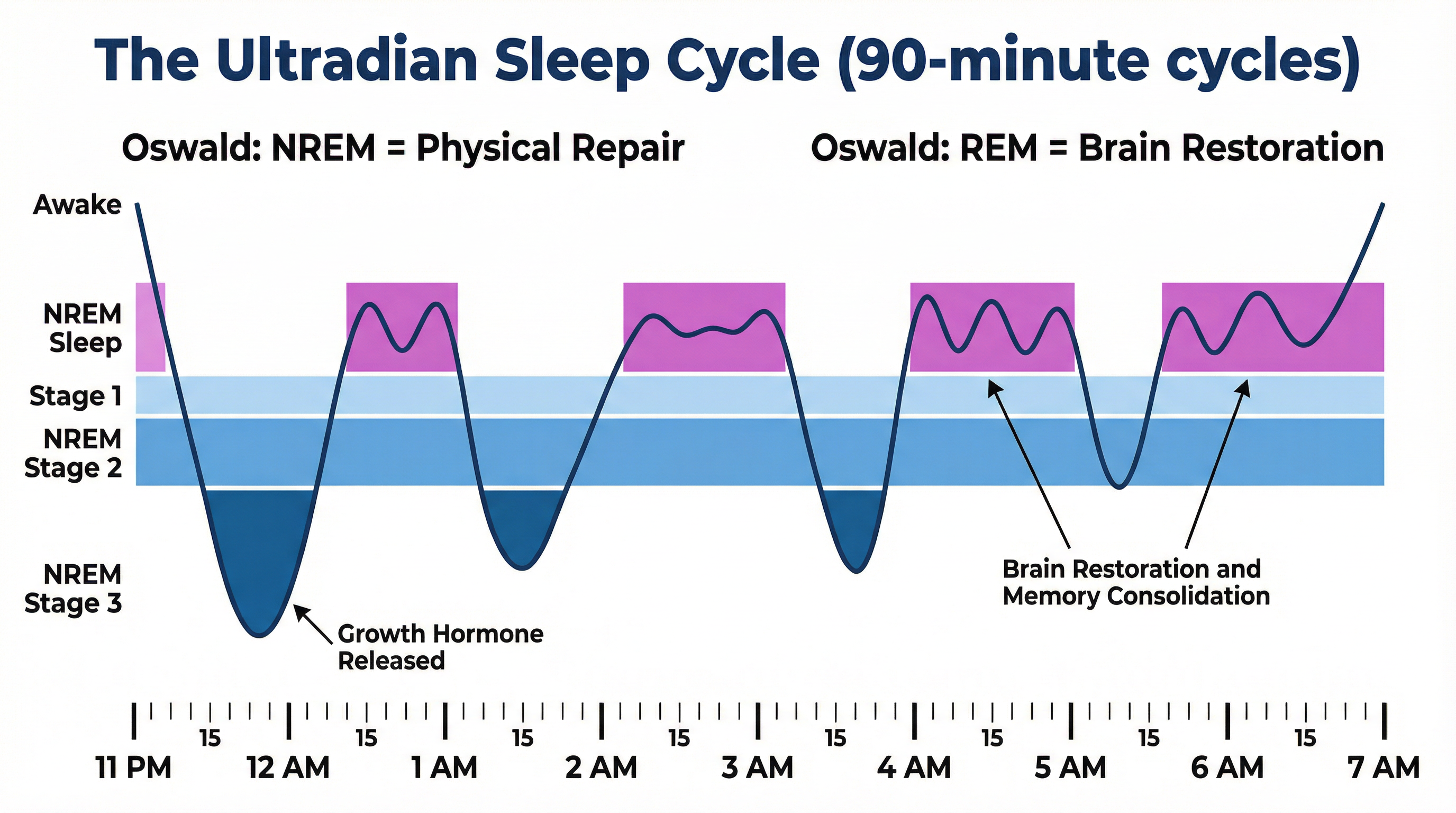 The Ultradian Sleep Cycle: 90-minute cycles across a typical night