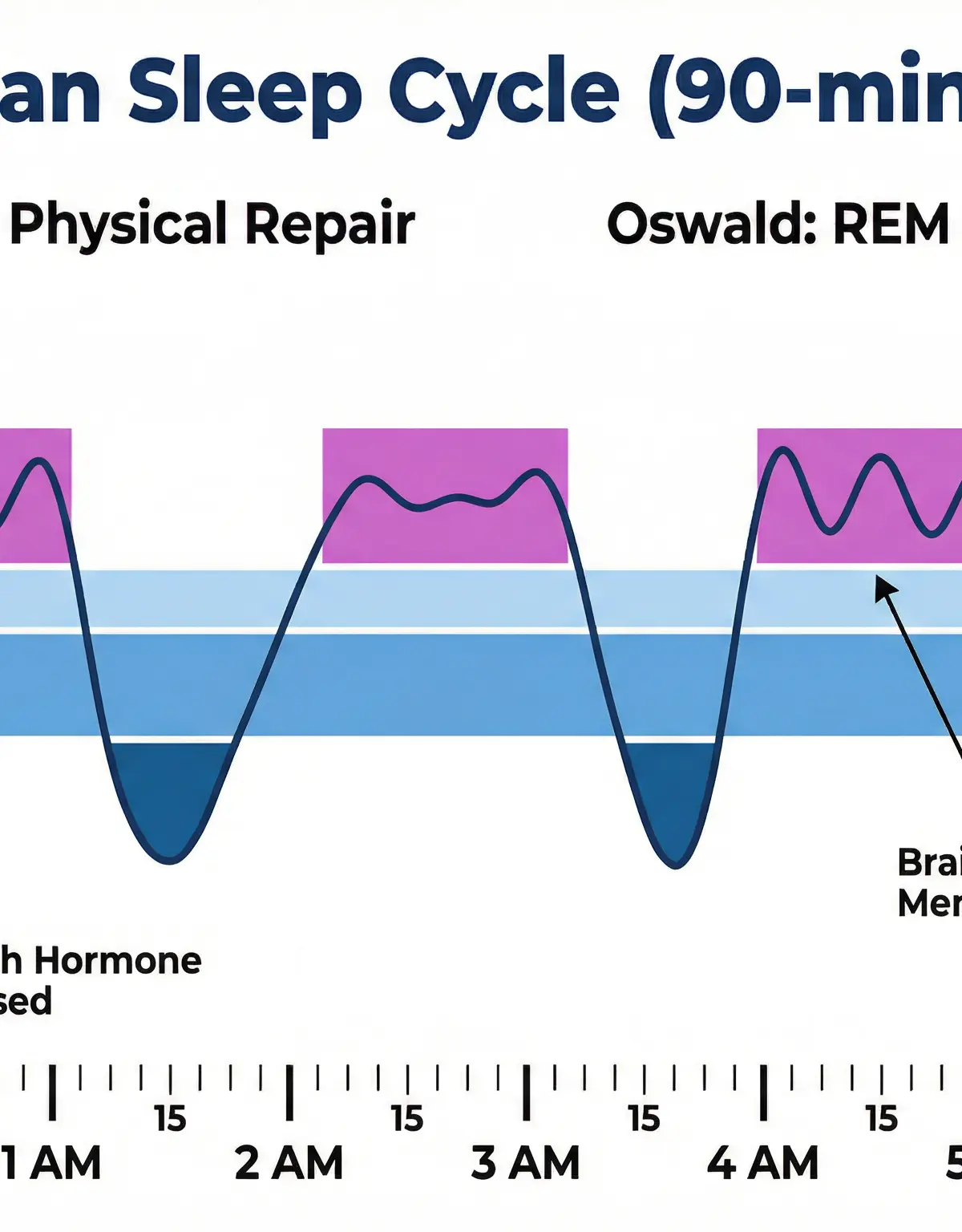 The Ultradian Sleep Cycle: 90-minute cycles across a typical night