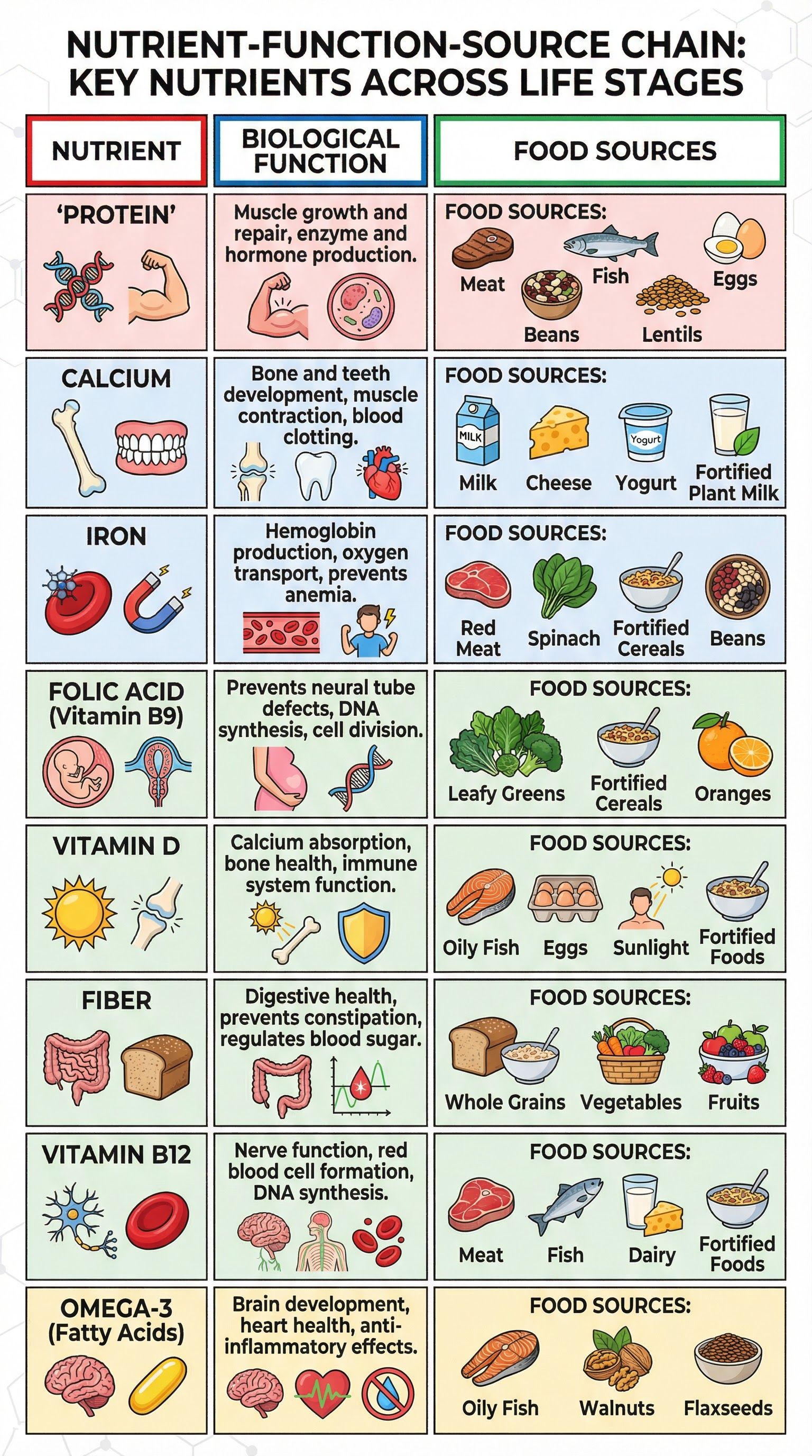 Nutritional needs of different groups – Food Preparation and Nutrition – GCSE