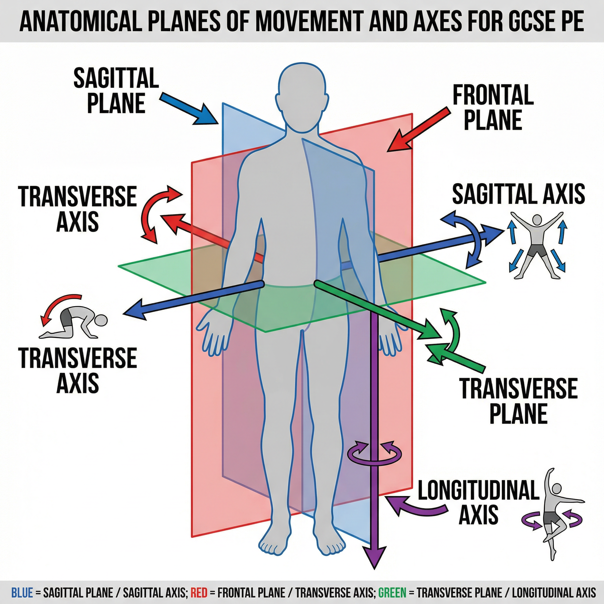Planes of Movement: Sagittal, Frontal, Transverse – Physical Education – GCSE