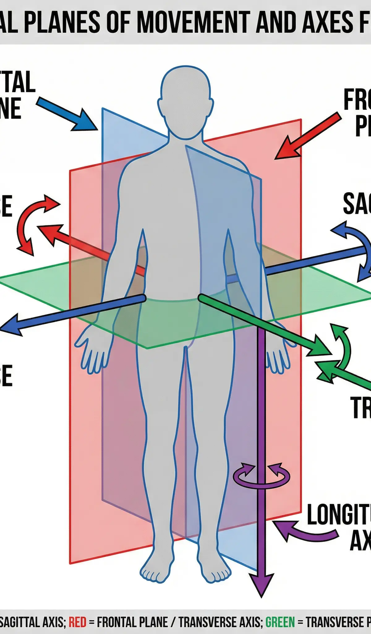 Planes of Movement: Sagittal, Frontal, Transverse โ Physical Education โ GCSE