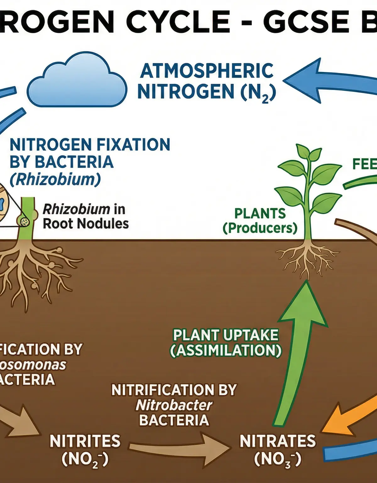 The Nitrogen Cycle