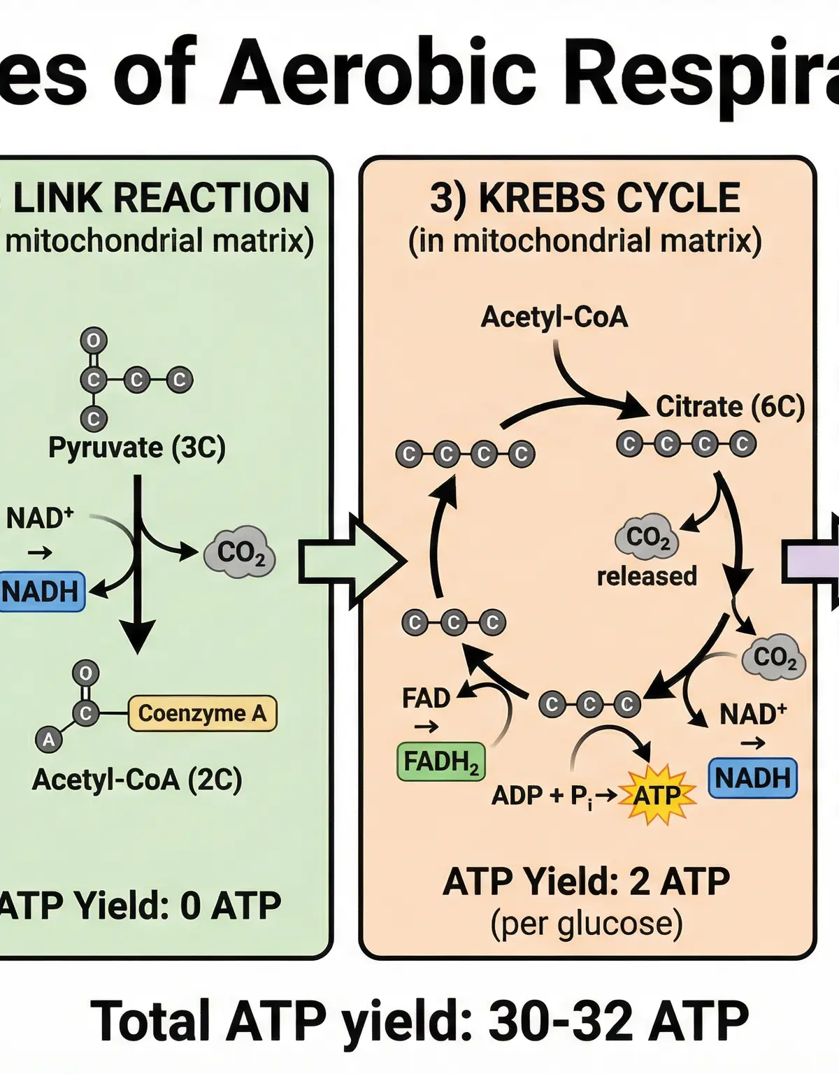 Stages of Aerobic Respiration