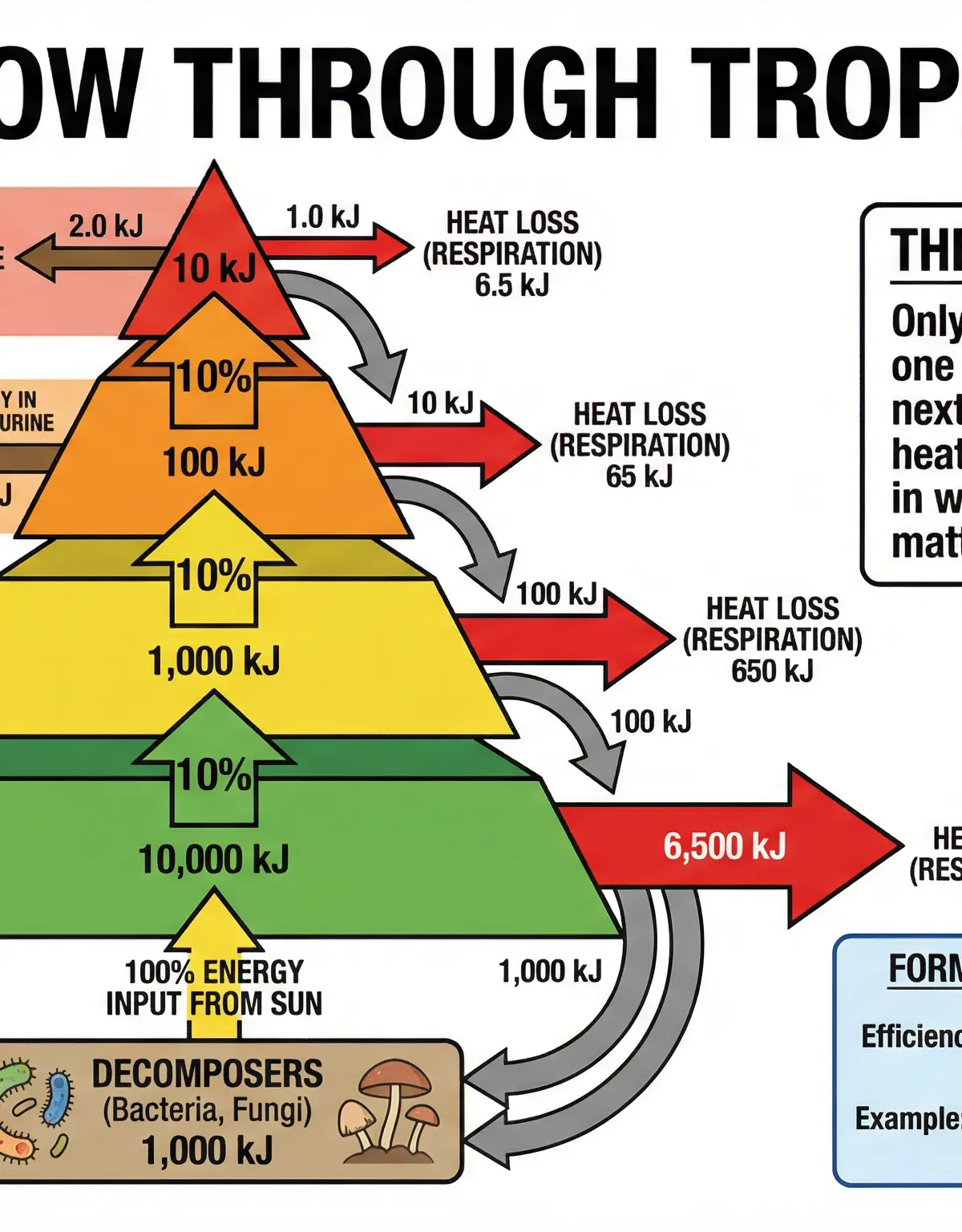 Energy Flow Through Trophic Levels