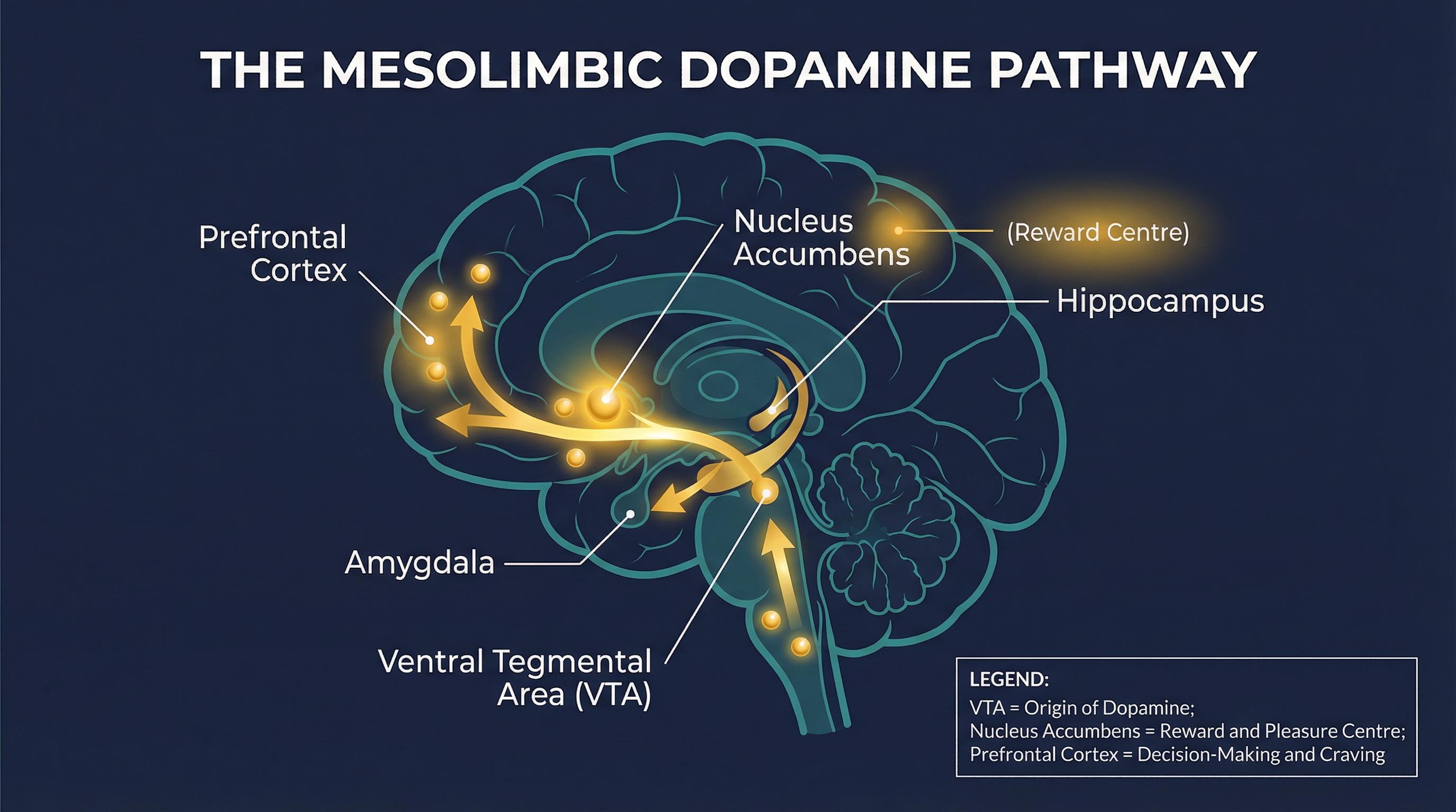 The Mesolimbic Dopamine Pathway