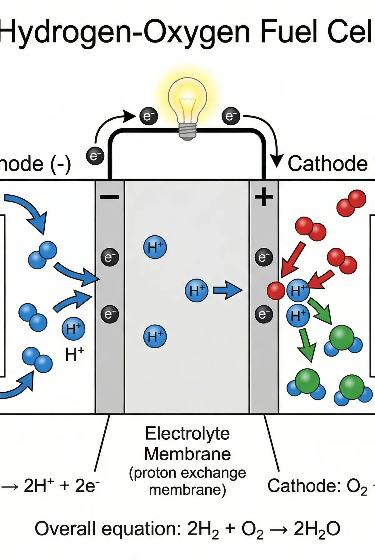 Hydrogen-Oxygen Fuel Cell