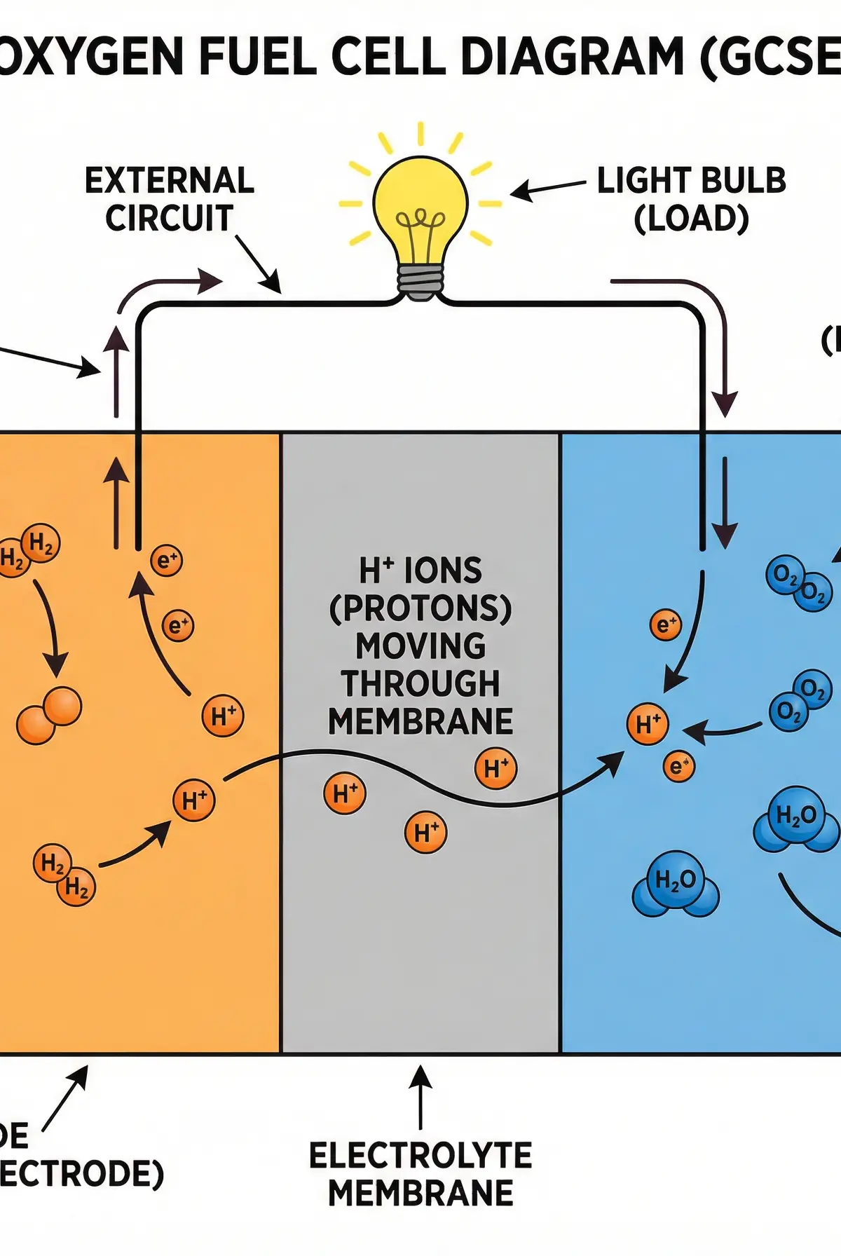 Internal workings of a Hydrogen-Oxygen Fuel Cell