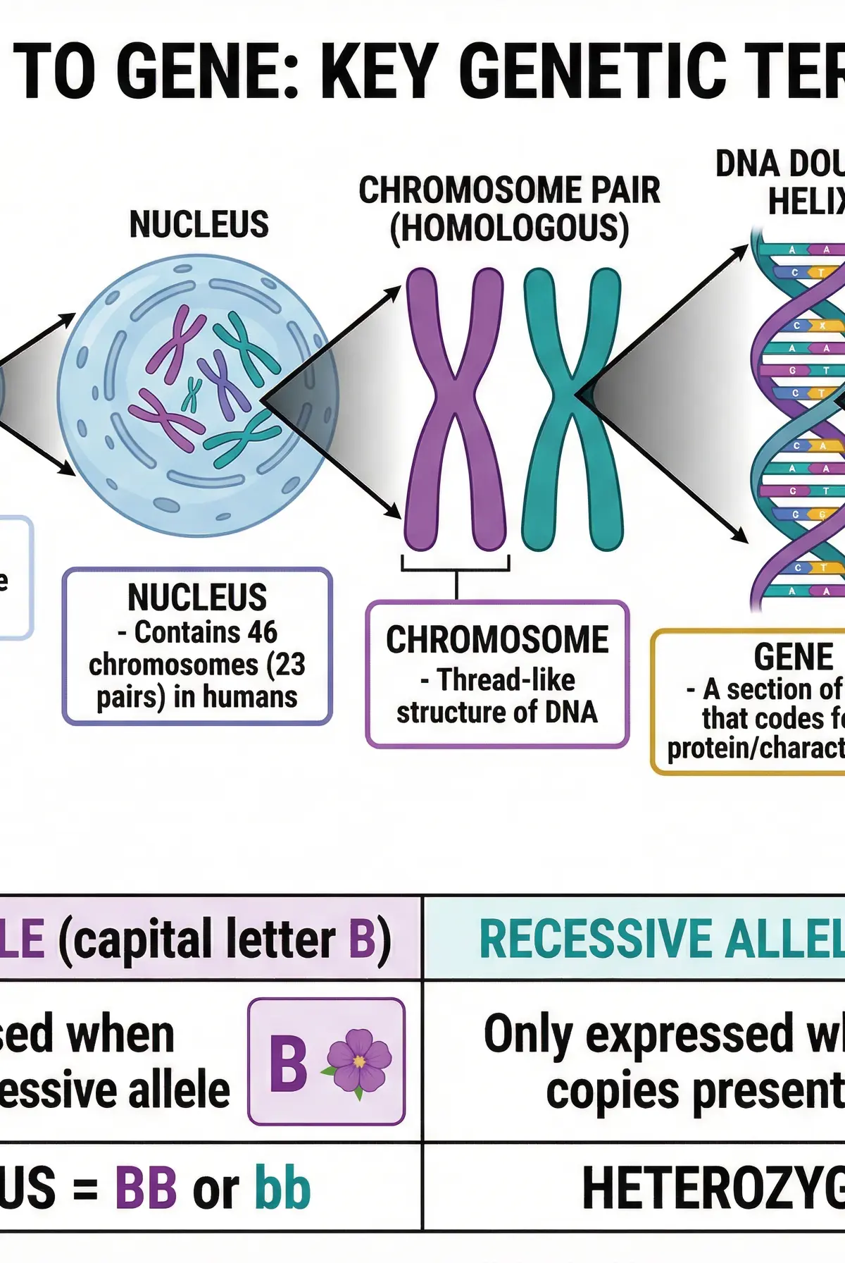From Cell to Gene: Key Genetic Terminology