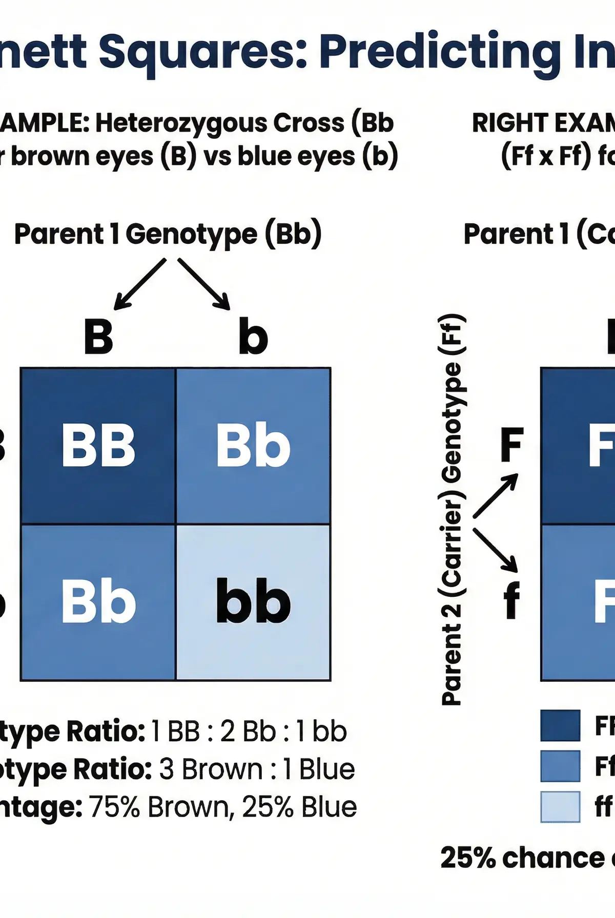 Punnett Squares: Predicting Inheritance
