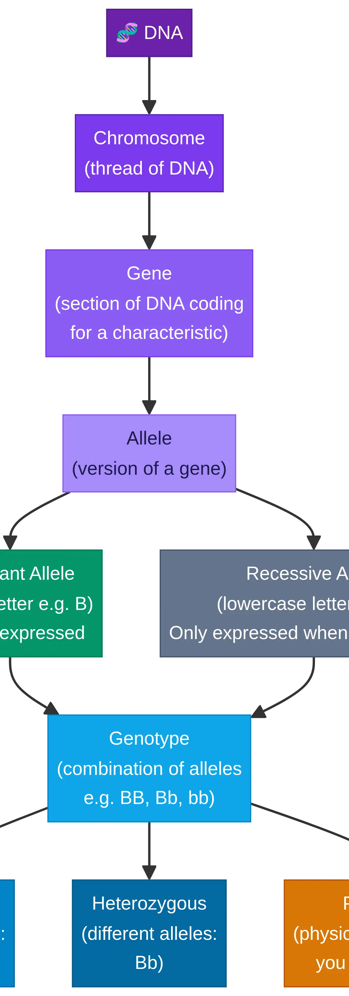 Genetics Terminology Concept Map