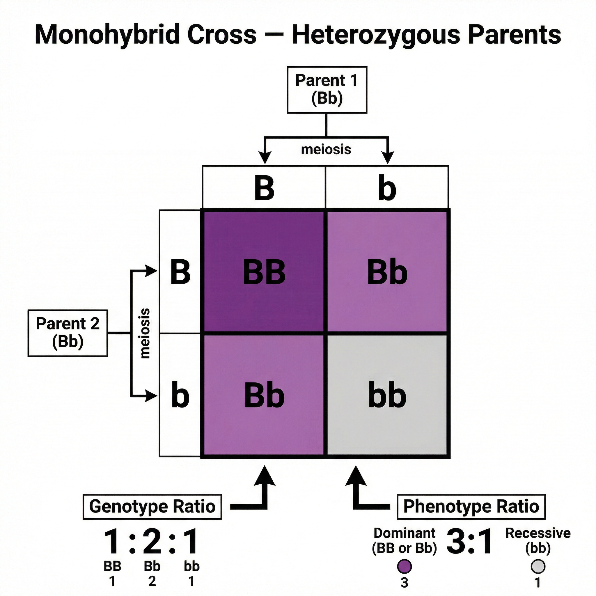 Monohybrid Cross: Heterozygous Parents