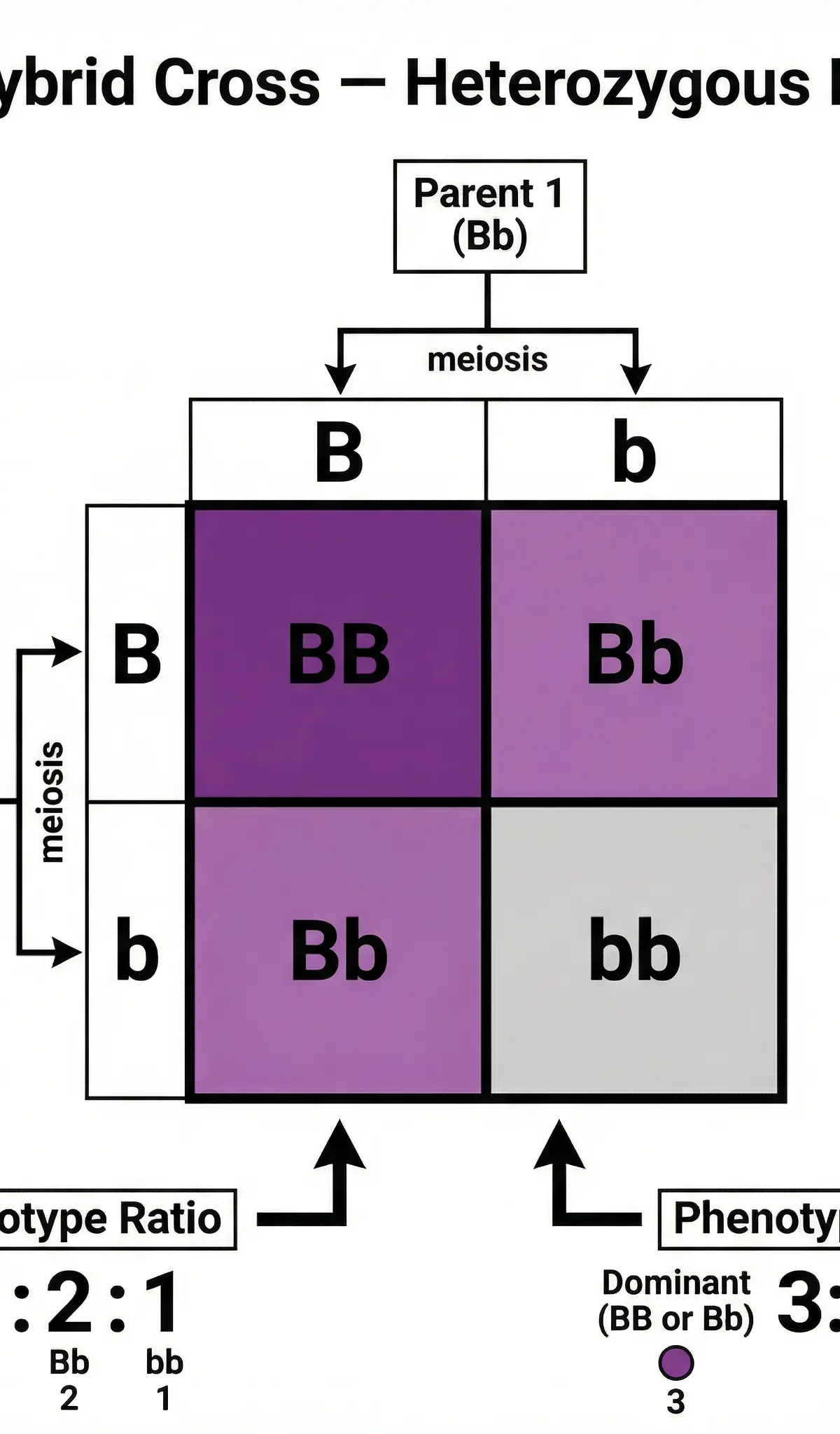 Monohybrid Cross: Heterozygous Parents