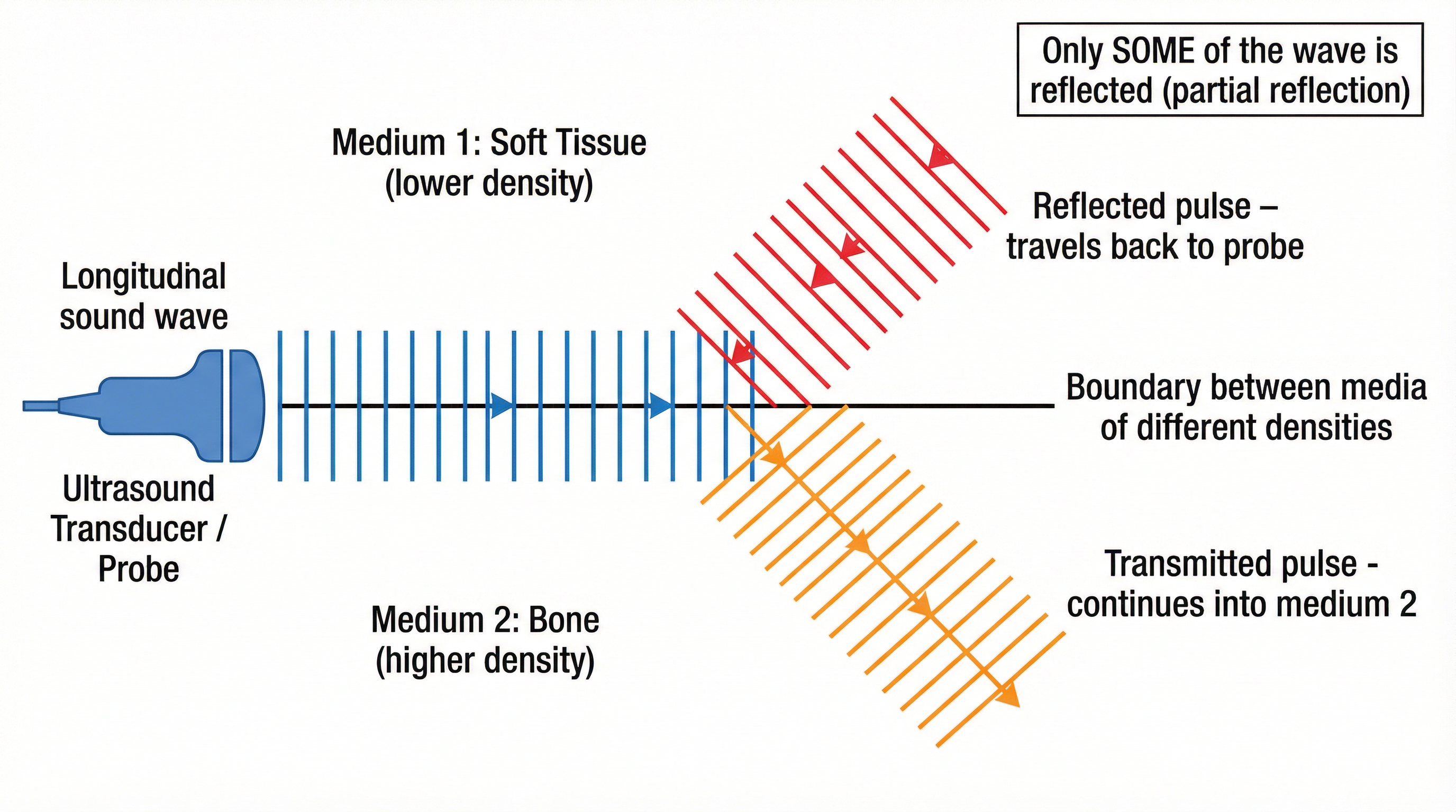 Partial reflection at a tissue boundary: only SOME of the wave reflects back to the probe