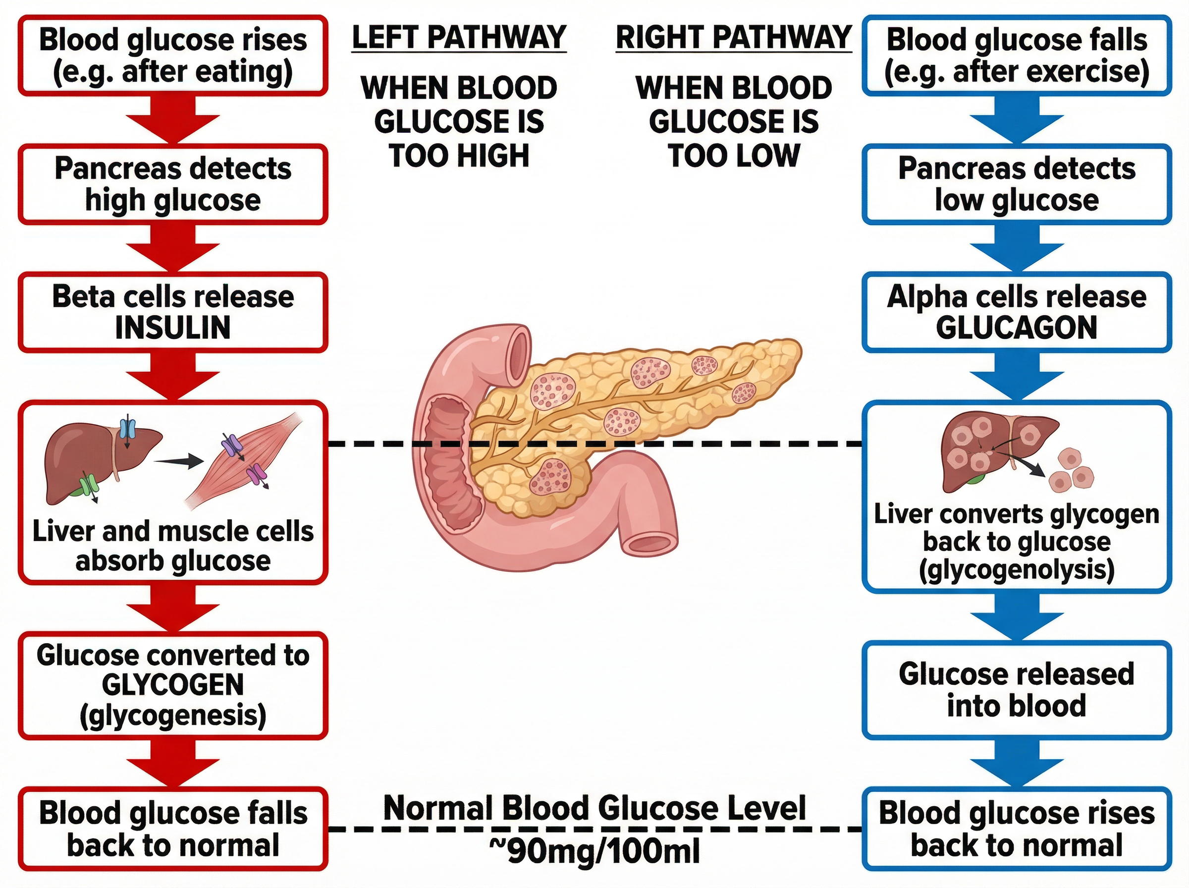 Regulation of Blood Glucose Concentration