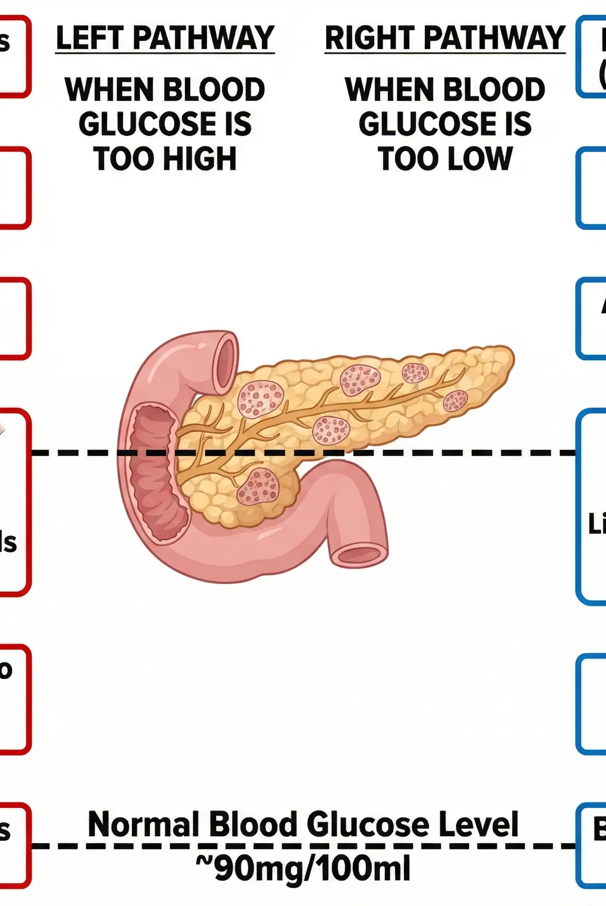 Regulation of Blood Glucose Concentration