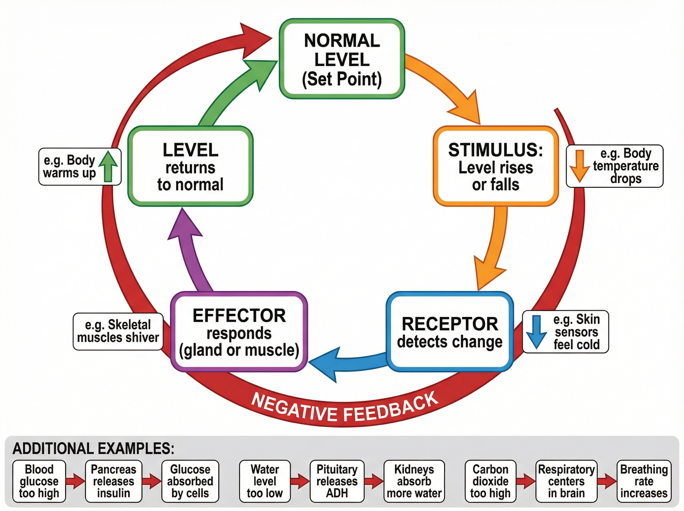 The Negative Feedback Loop