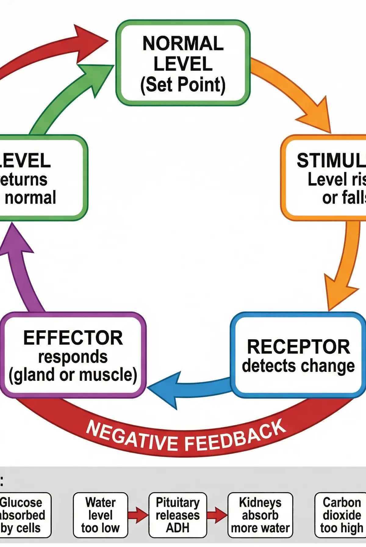 The Negative Feedback Loop