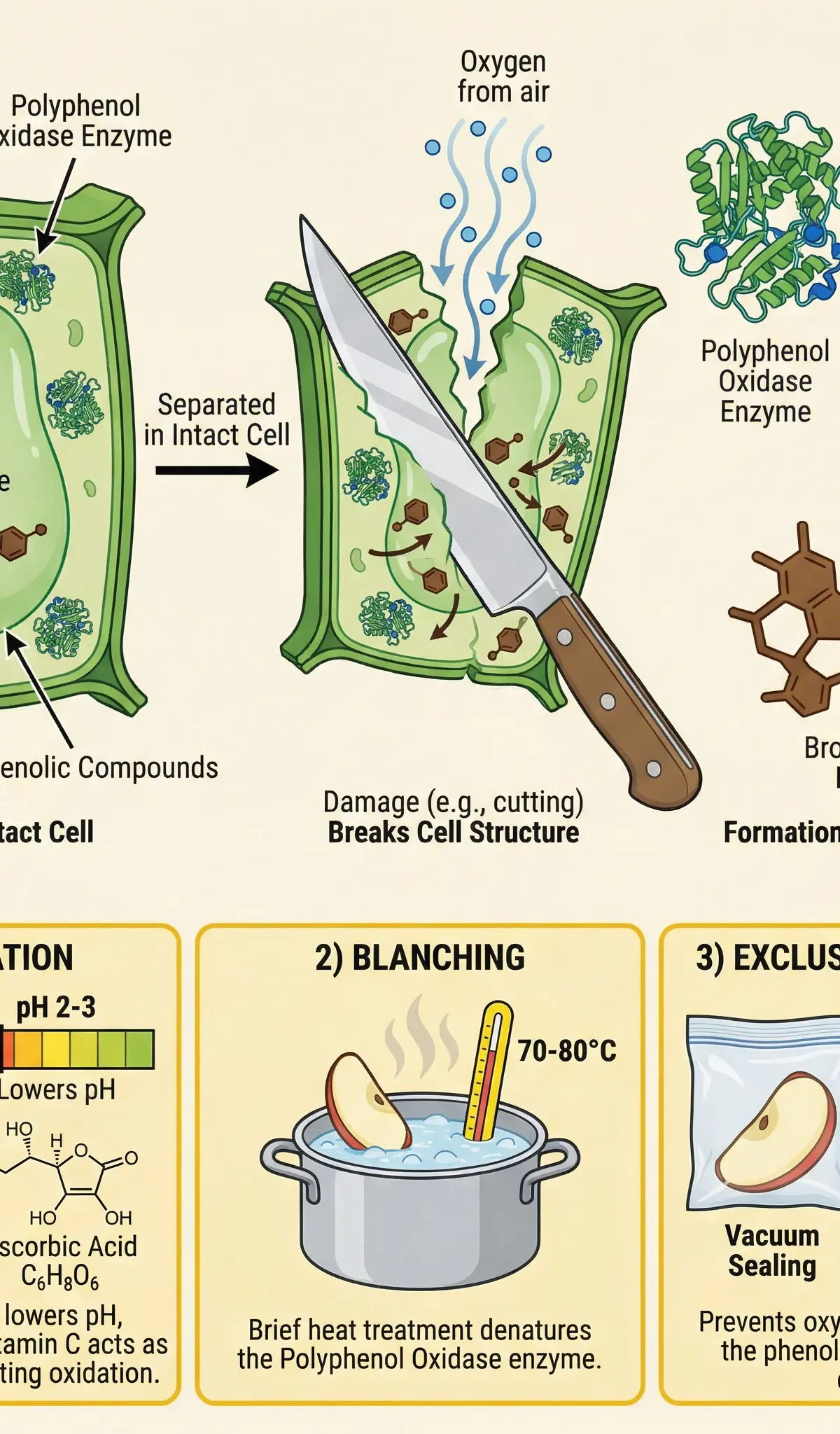 The science of enzymatic browning and its prevention.