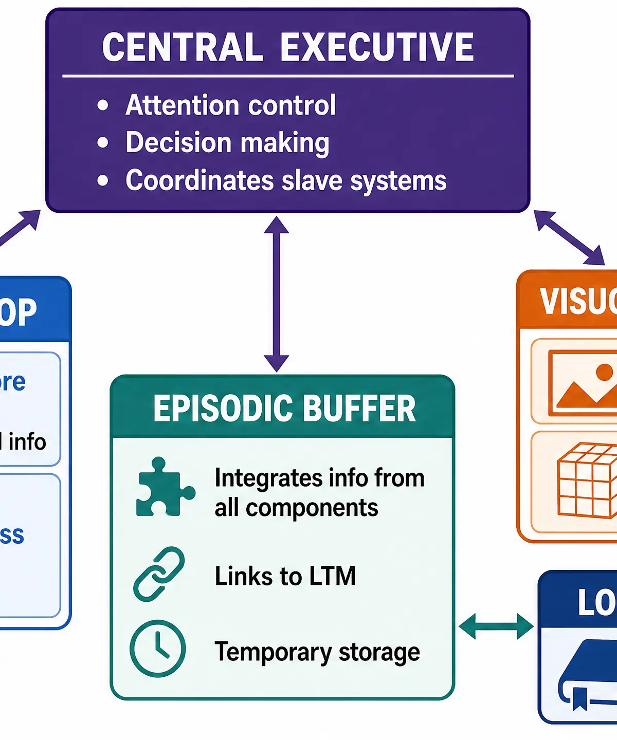 Baddeley & Hitch's Working Memory Model (1974)