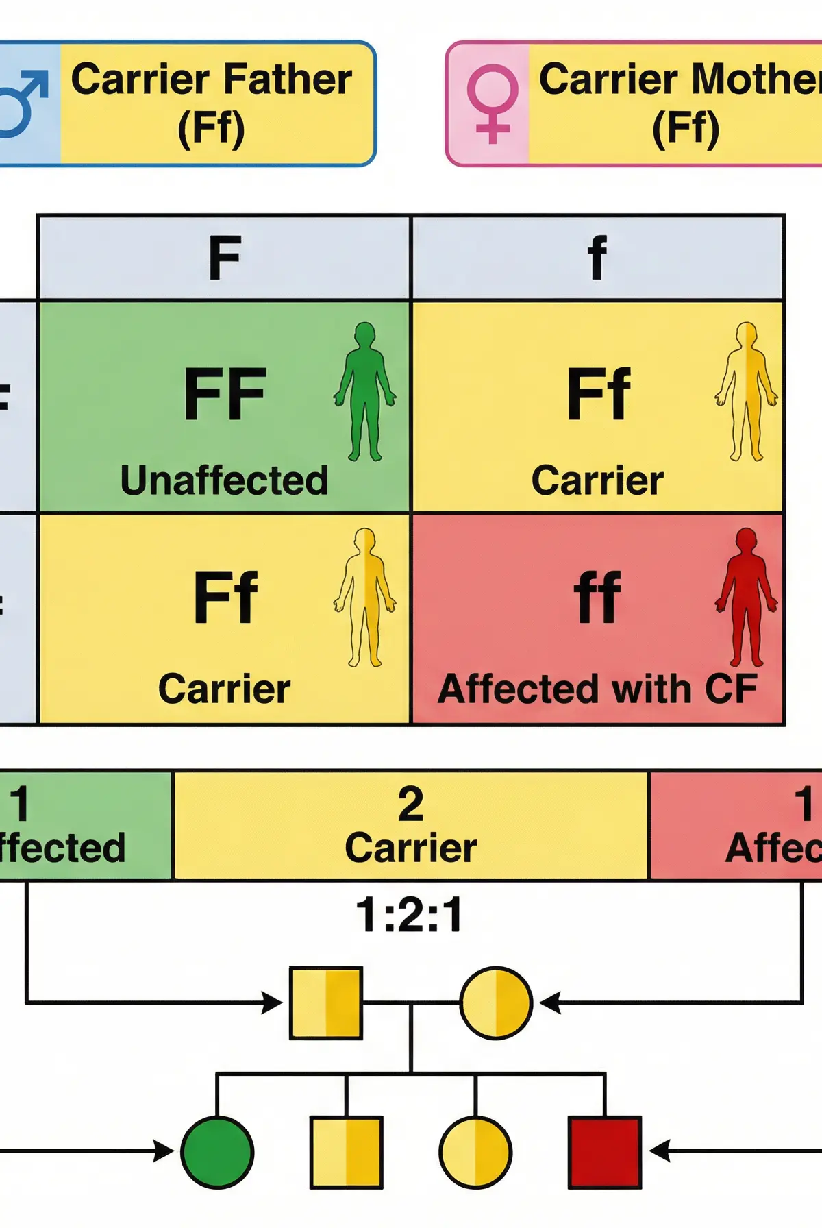 Inheritance of Cystic Fibrosis
