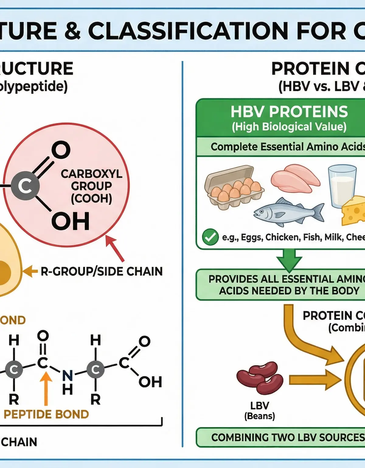 Macronutrients โ Food Preparation and Nutrition โ GCSE