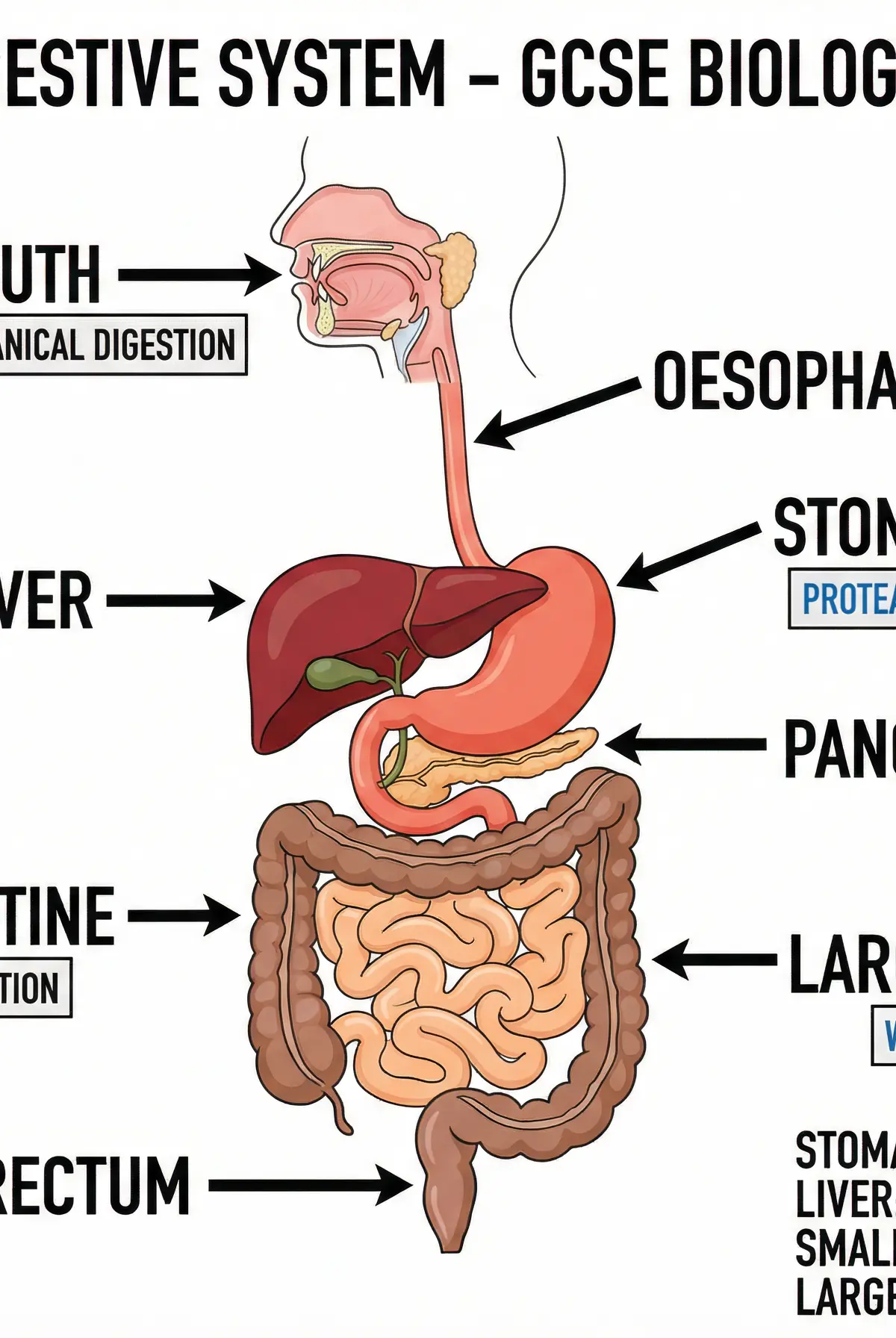 The Human Digestive System