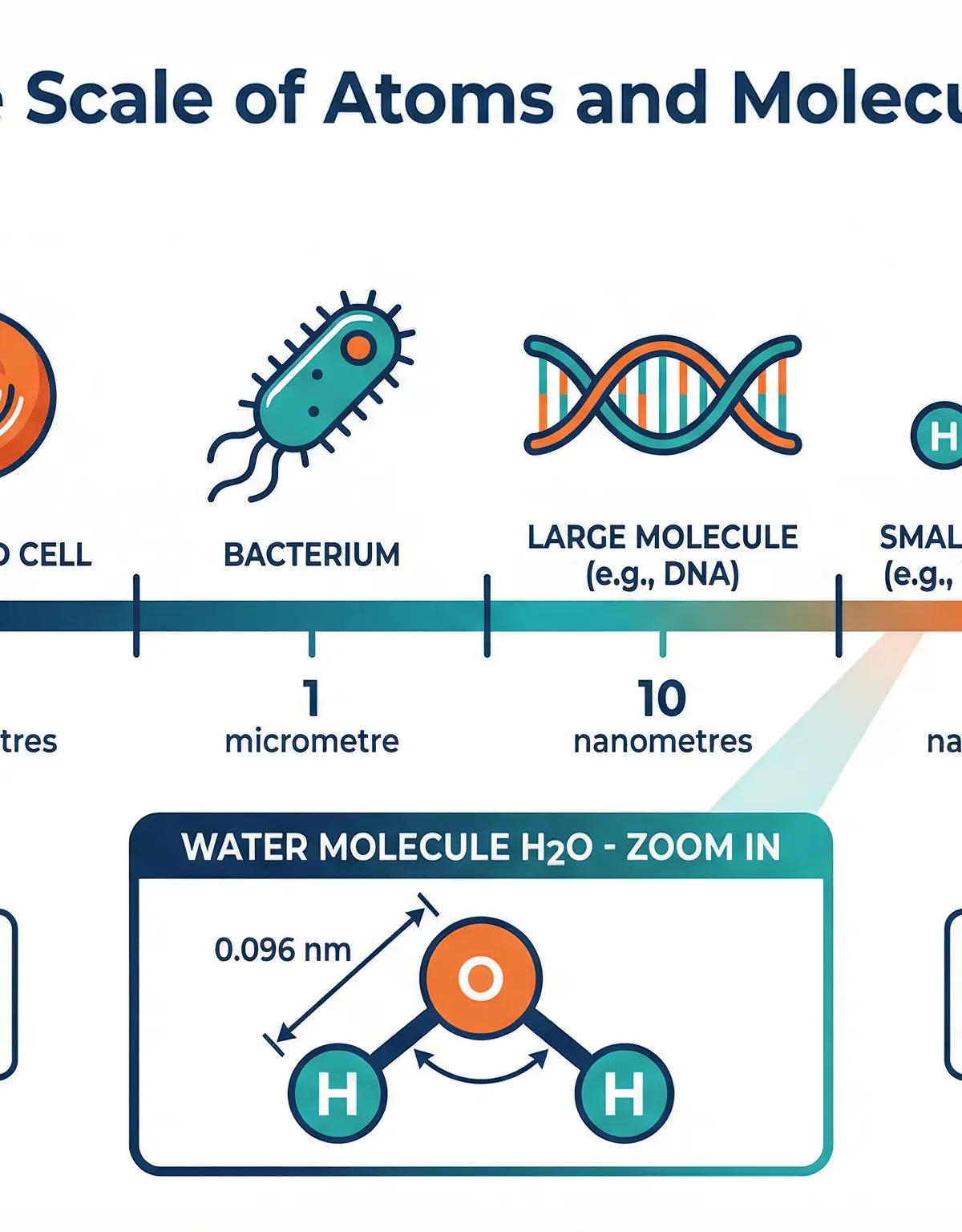 The relative scale of atoms and simple molecules.