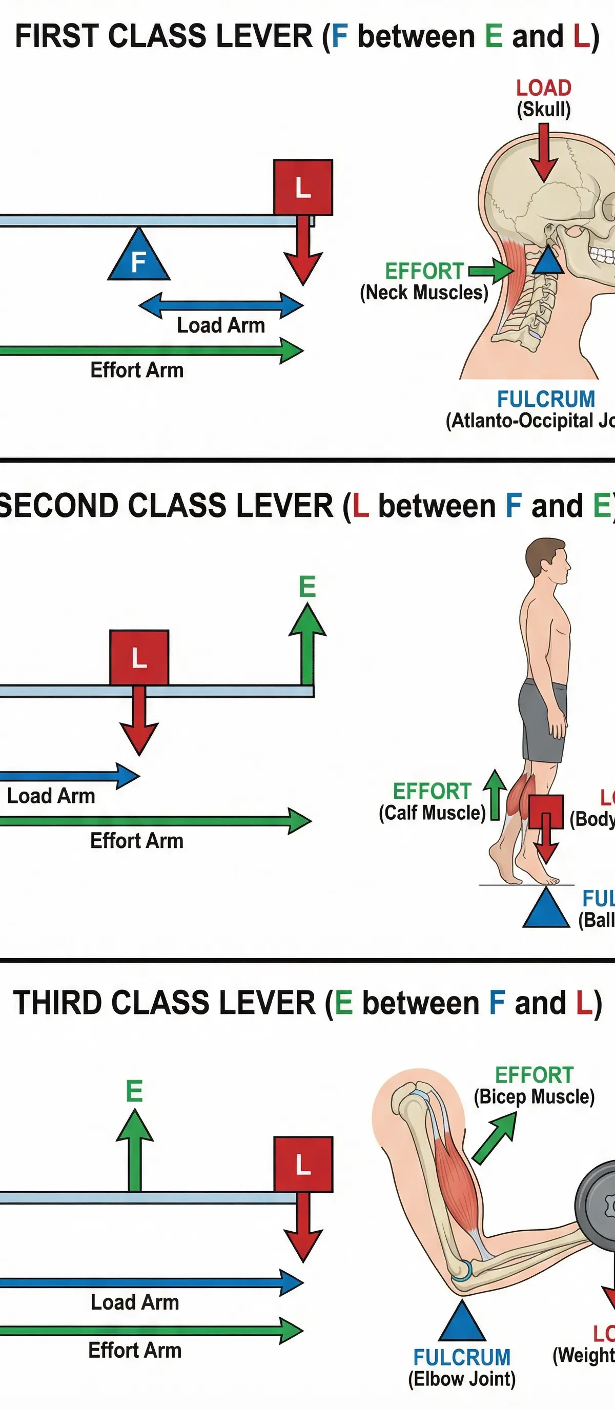 The Three Classes of Levers with Sporting Examples.
